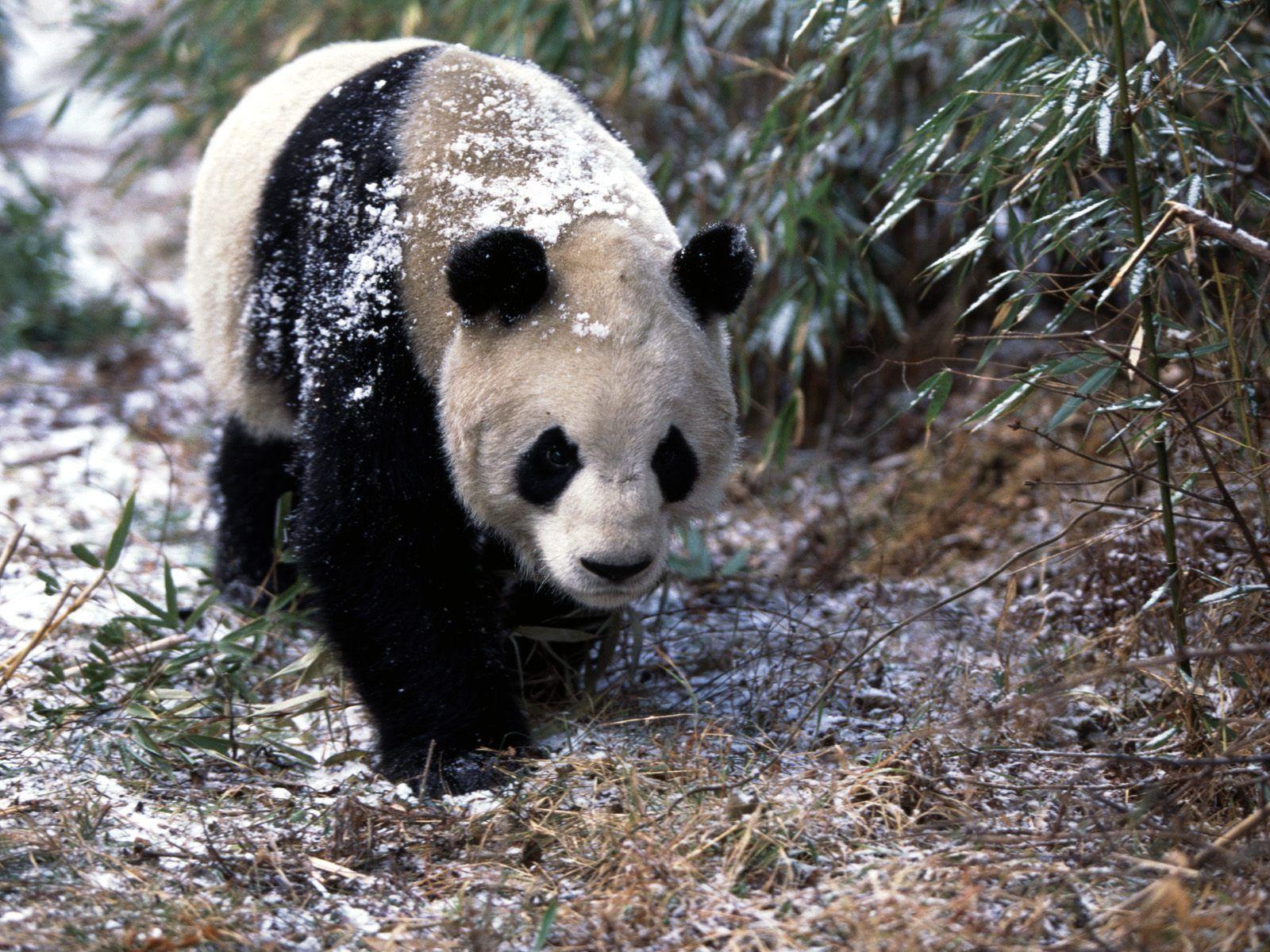 Giant Panda Wallpaper Bears Animals Wallpaper in jpg format