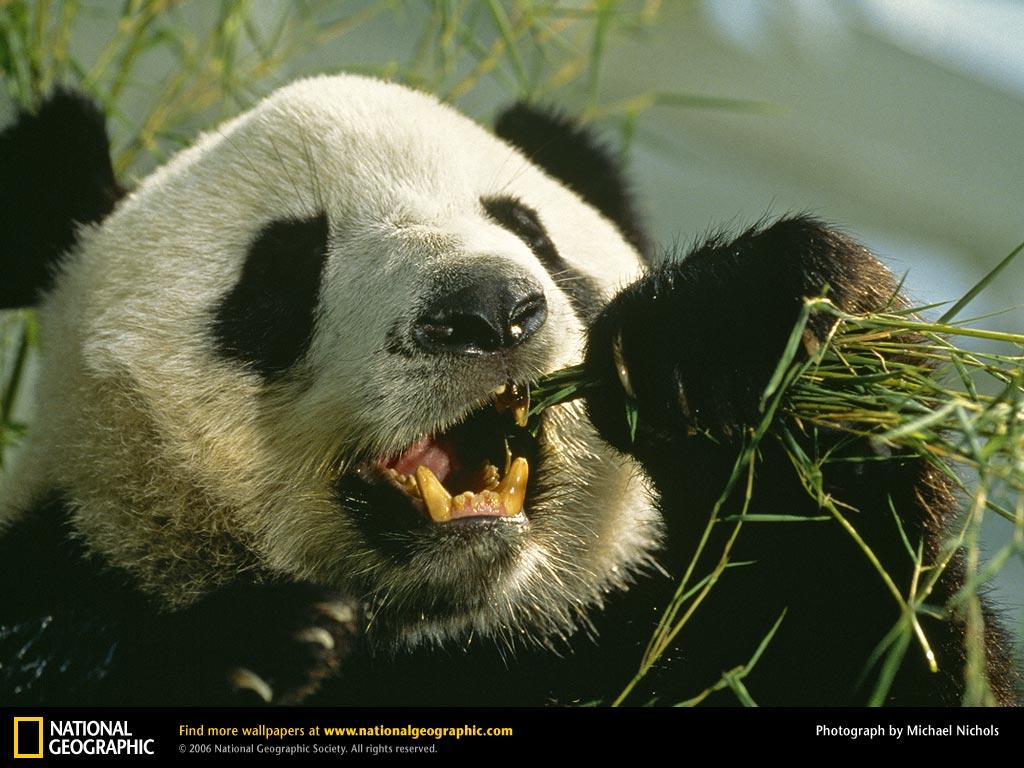 Giant Panda Picture, Giant Panda Desktop Wallpaper, Free