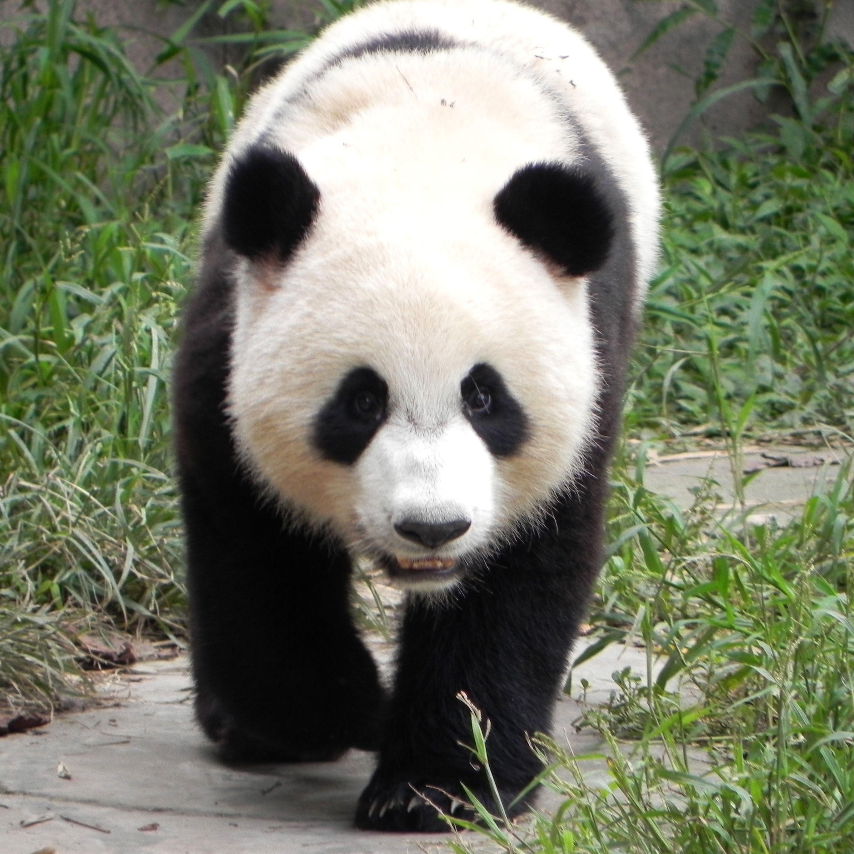 Giant Panda Wallpapers Wallpaper Cave Giant Panda Wallpapers Wallpaper Cave
