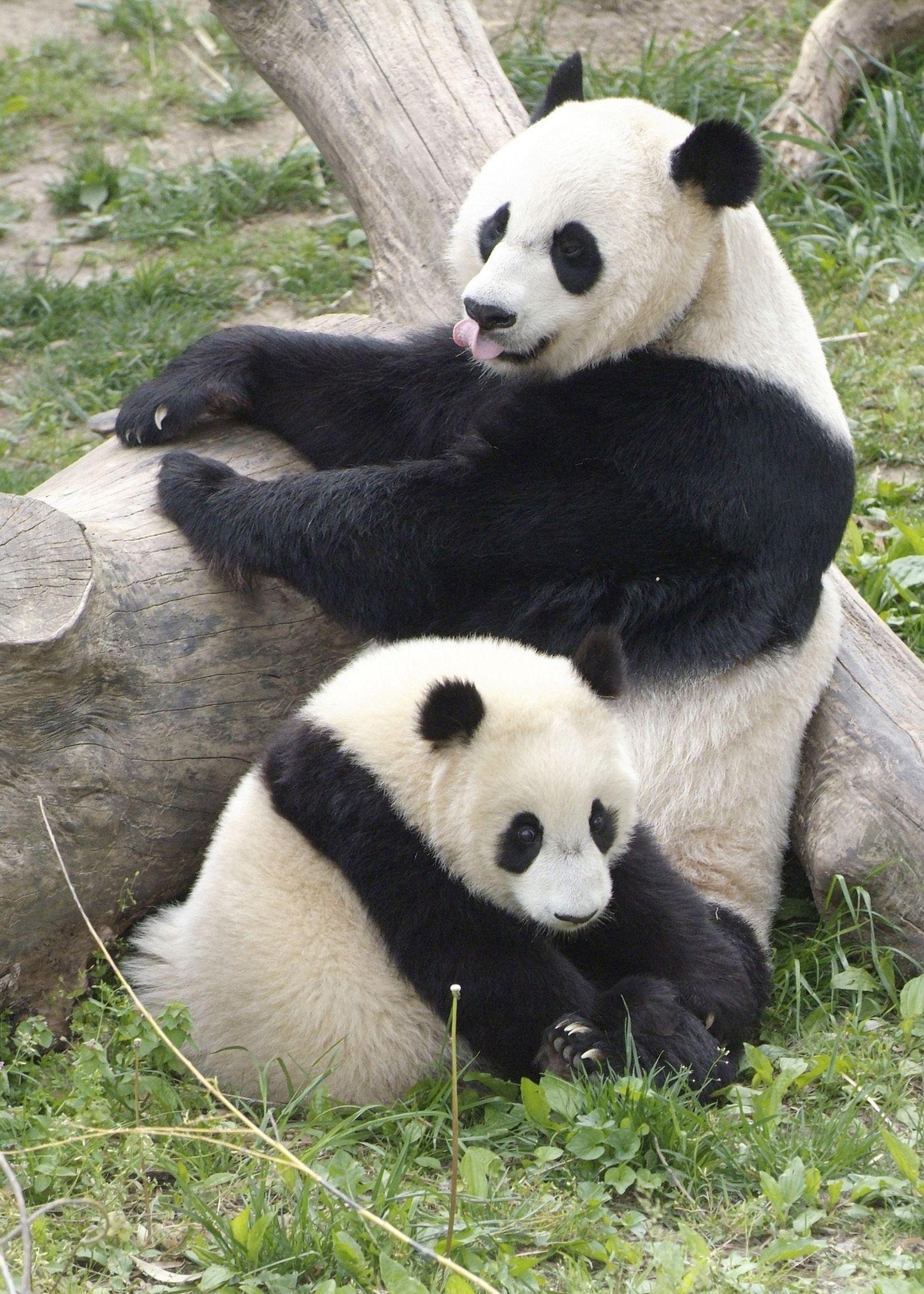High Quality Giant Panda Wallpaper. Full HD Picture