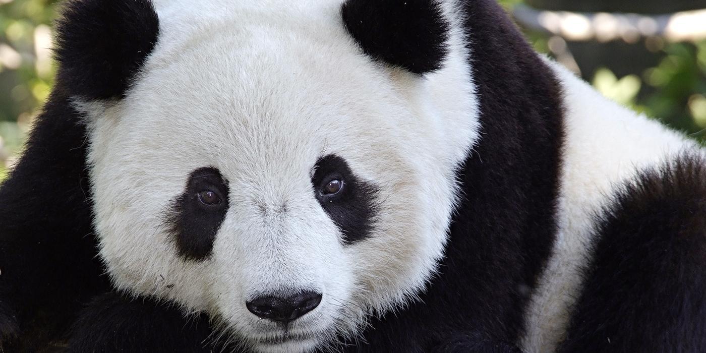 Adopt a Giant Panda. Smithsonian's National Zoo