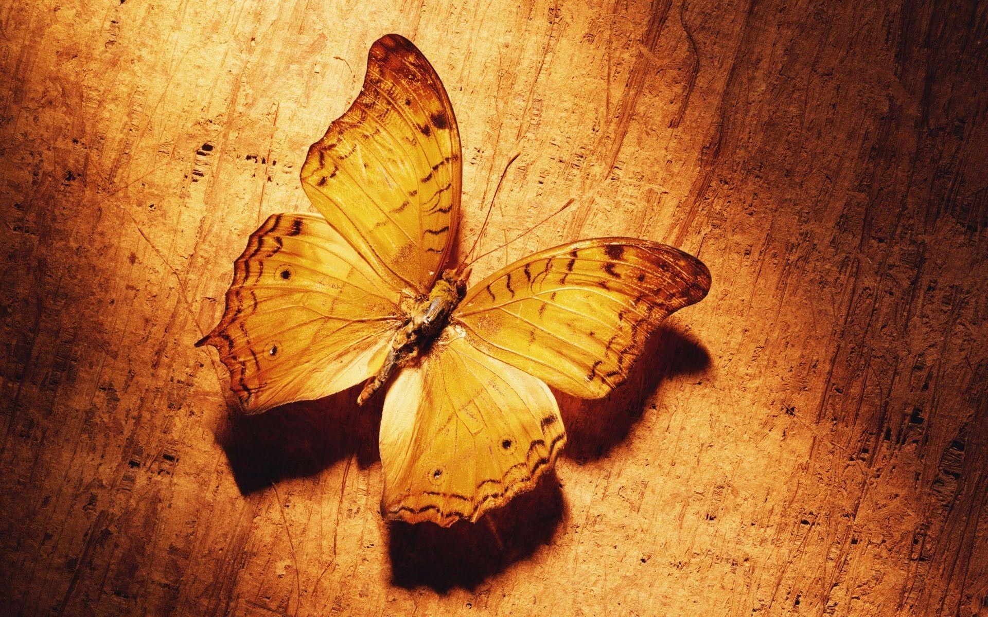 Wallpaper Butterfly, Shade, Surface, Wings, Pattern HD, Picture, Image