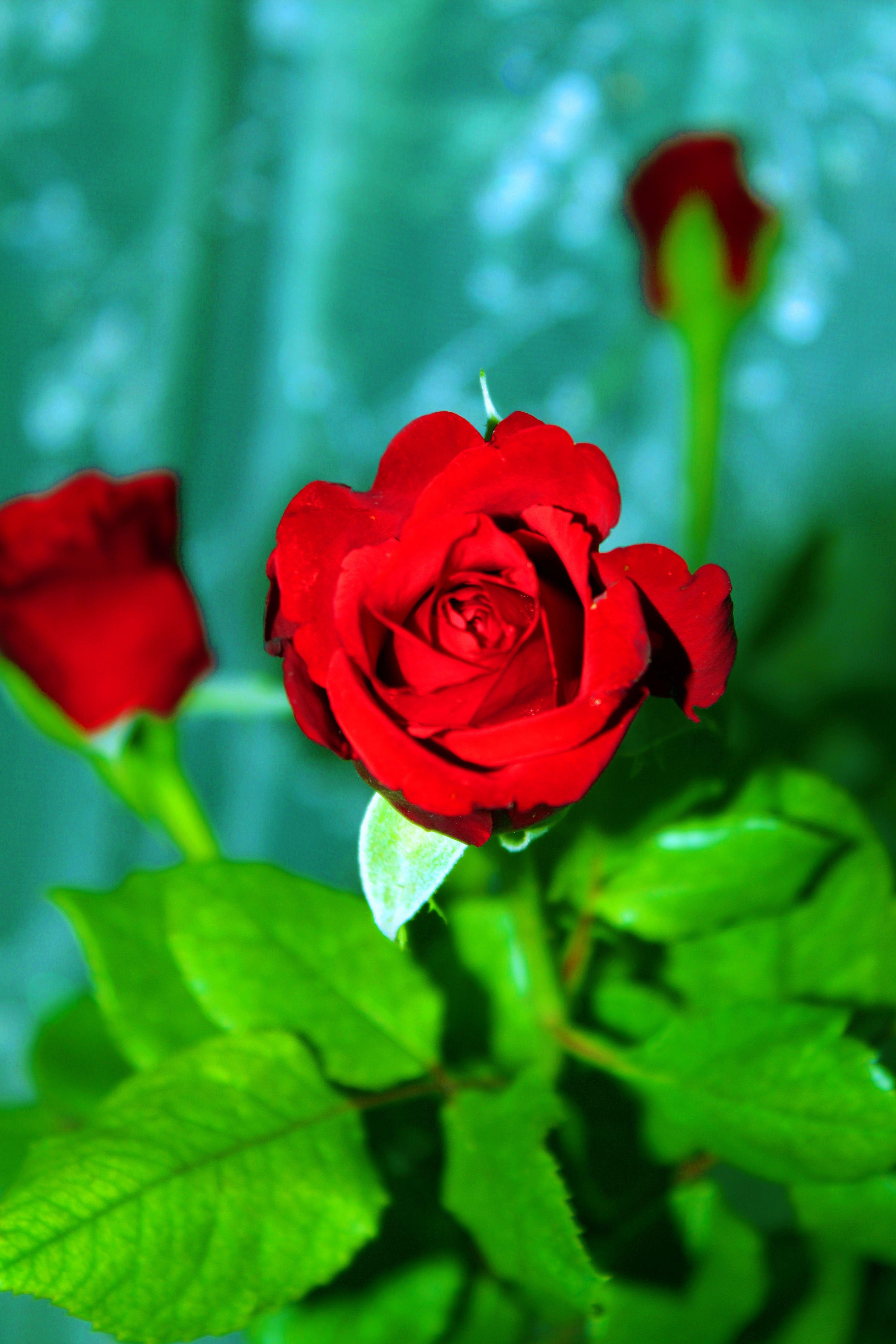 Shade of Red Roses Wallpaper, Shade of Red Roses Background