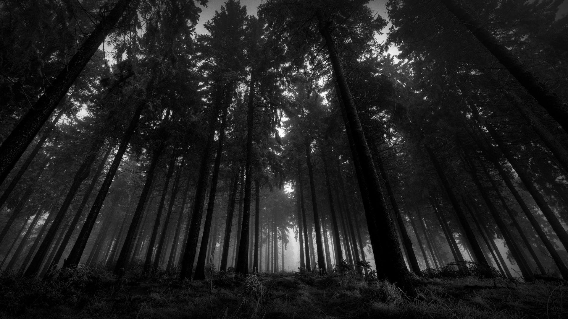 Forest: Forest Shadow Somber Tree Dark Shade Gloomy HD for HD 16:9
