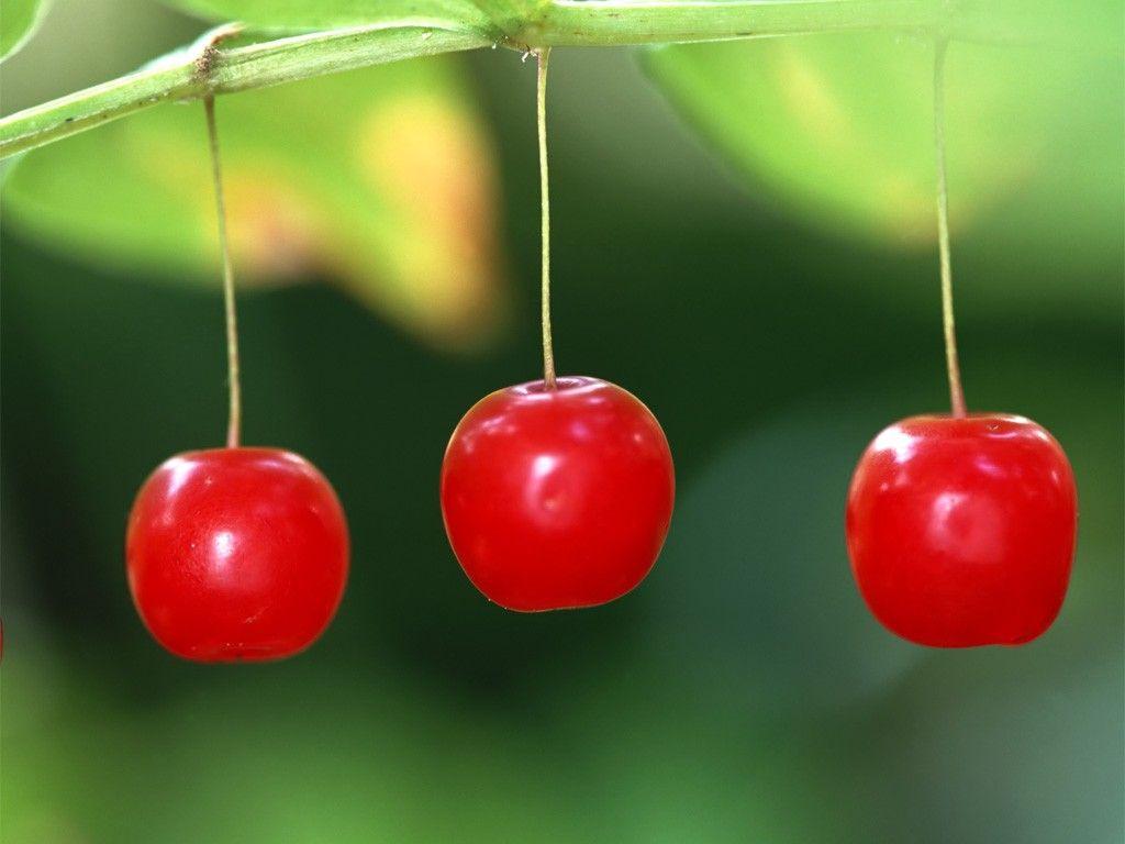 Miscellaneous Tasty Nature Hanging Red Cherries Wallpaper Picture