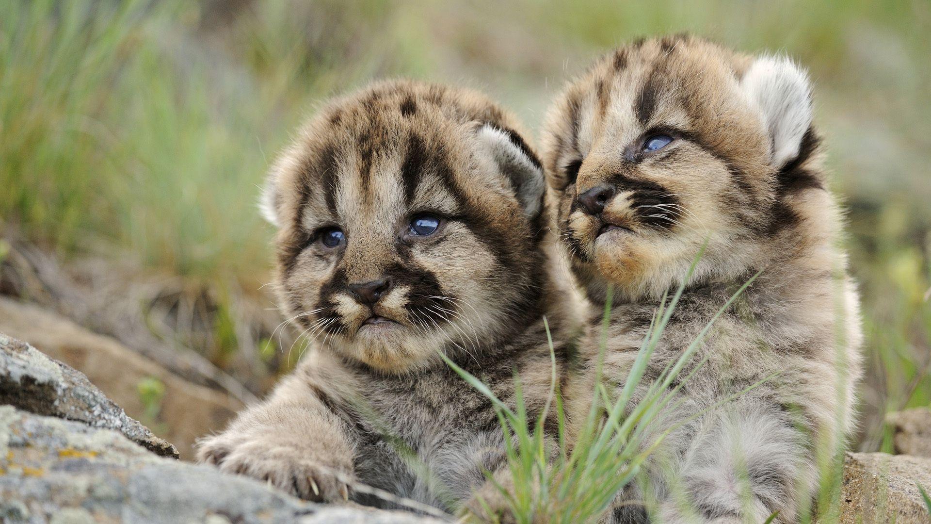 Baby Cougars 24705 1920x1080 px