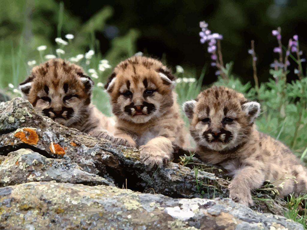 Baby Cougars wallpaperx768