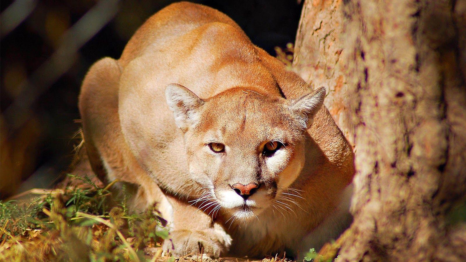 Cougars Wallpapers - Wallpaper Cave