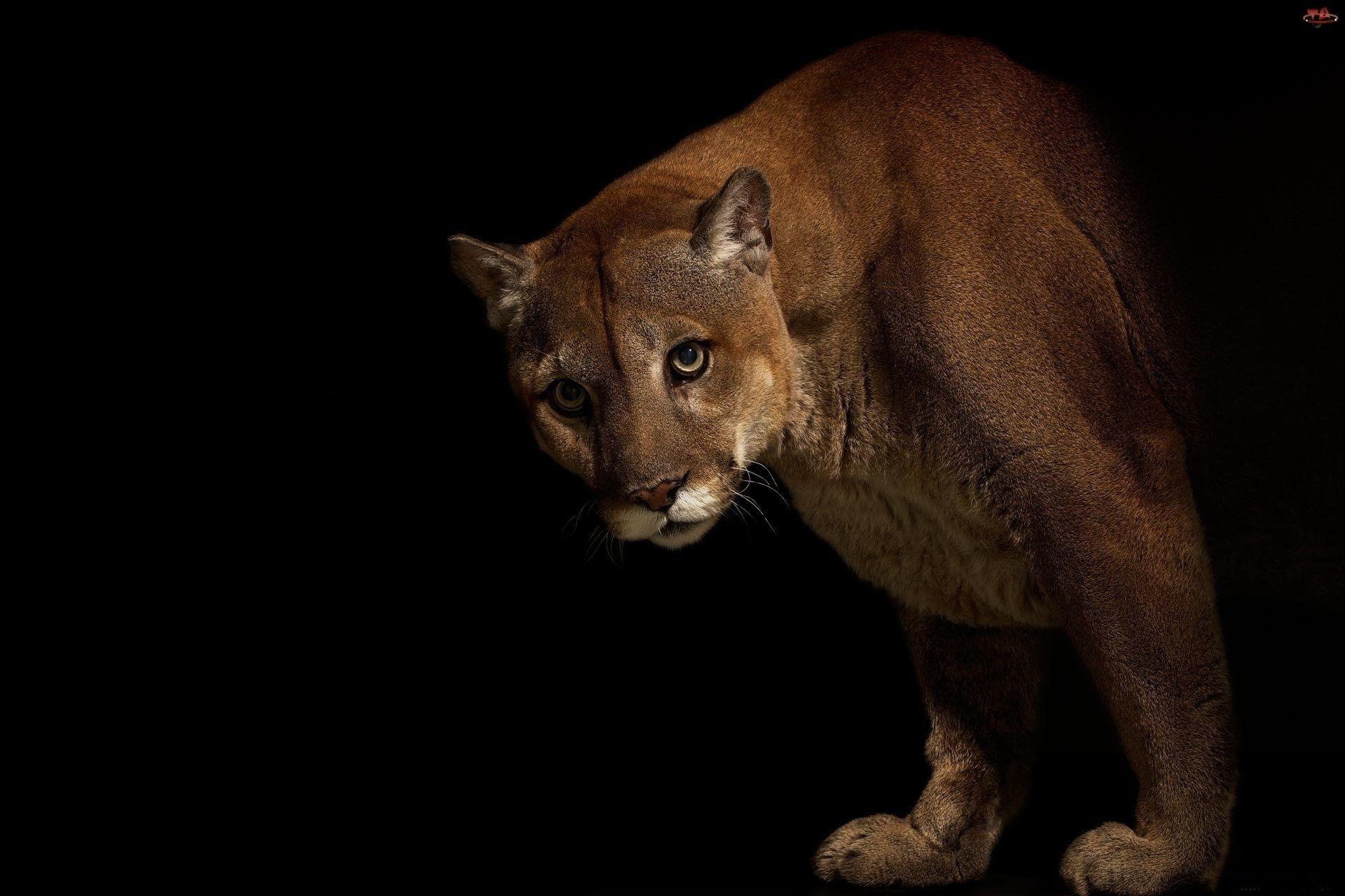 Cougars Wallpapers - Wallpaper Cave