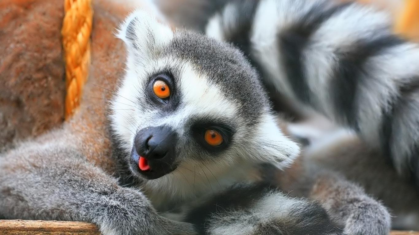 43+ Lemur Hintergrundbilder