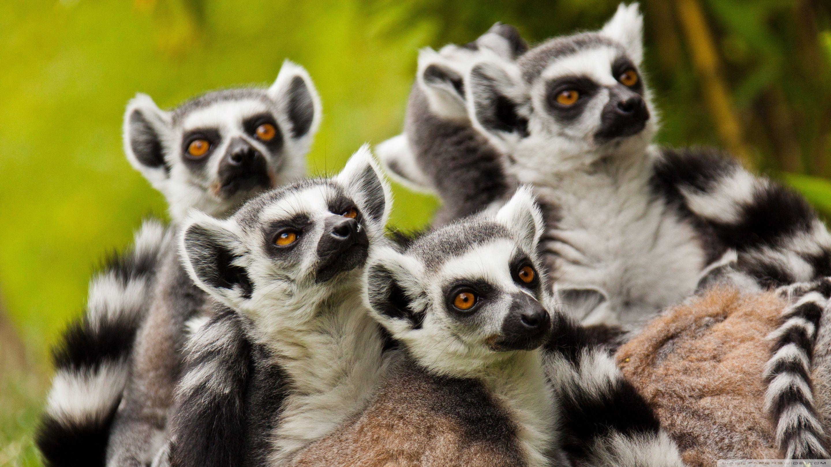 Lemurs Animals ❤ 4K HD Desktop Wallpaper for 4K Ultra HD TV