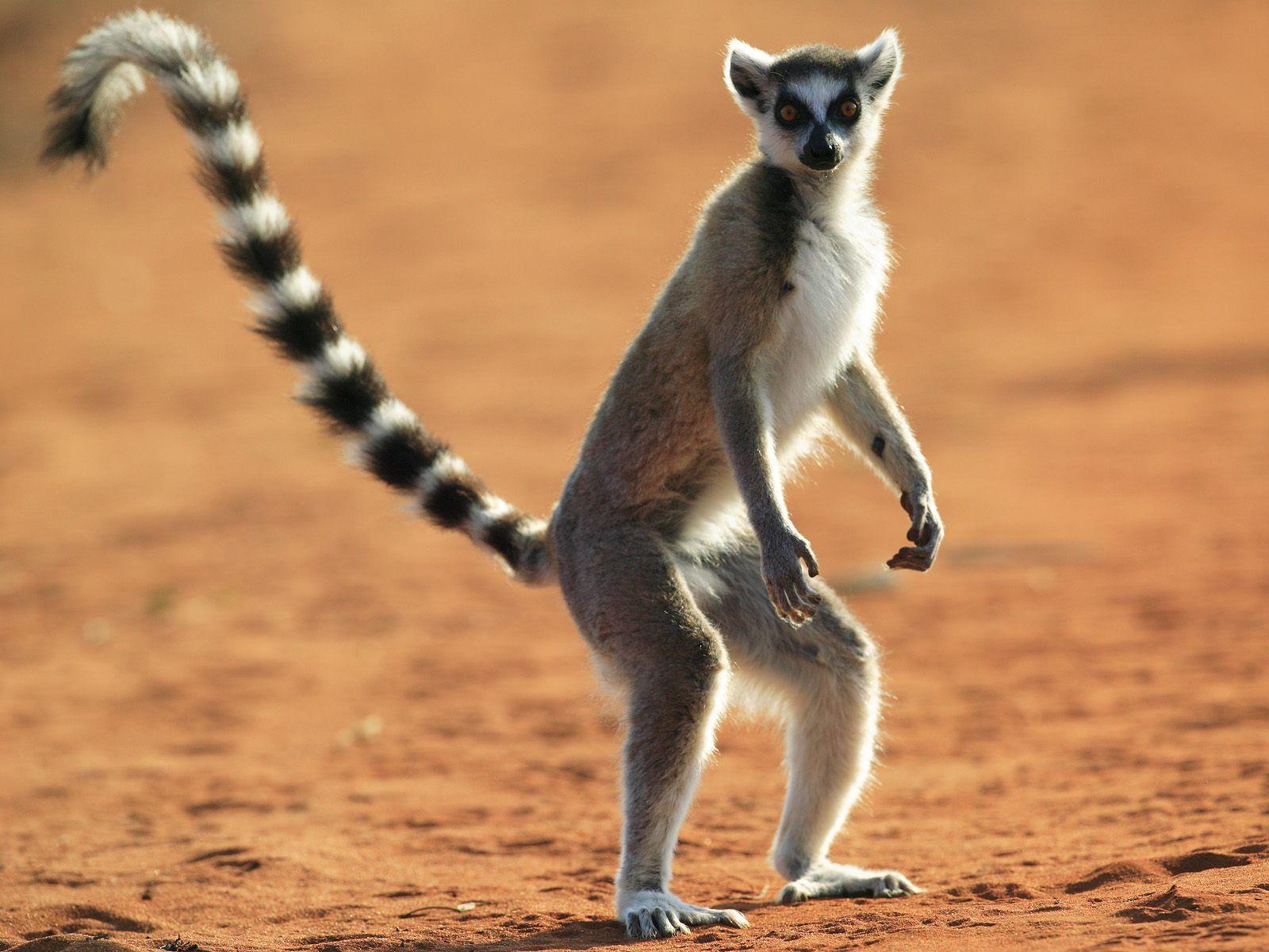 Ring Tailed Lemur Repinned By Totetude.com. Animals