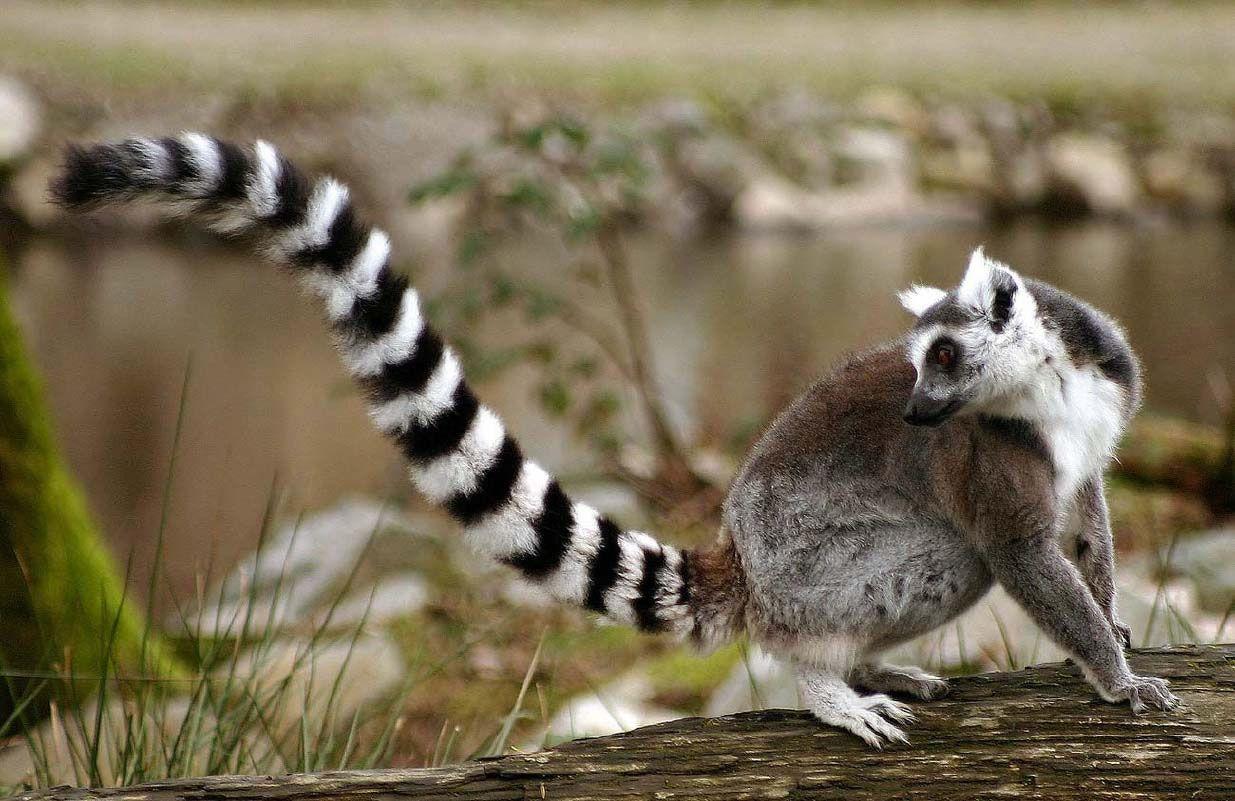 Awesome Tailed Lemurs HD Wallpaper