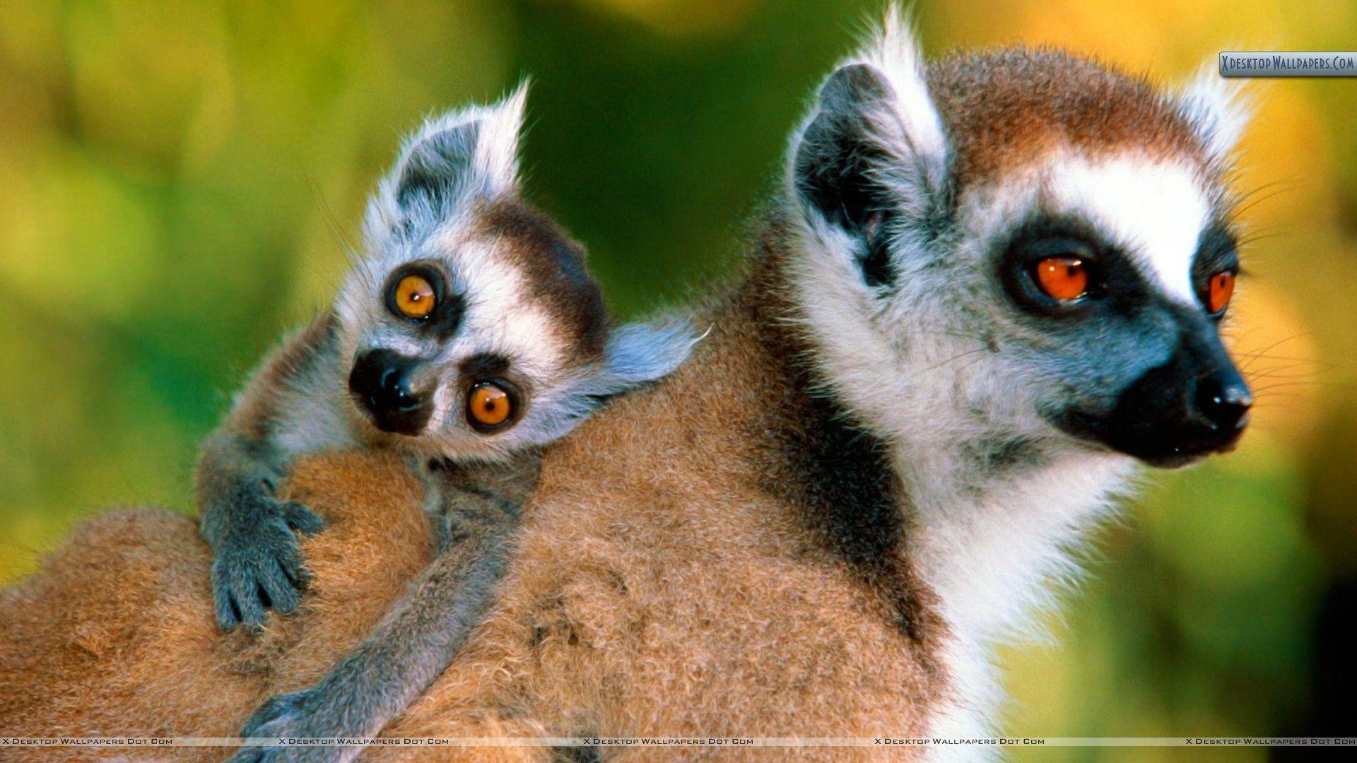 Ring Tailed Lemurs Wallpaper