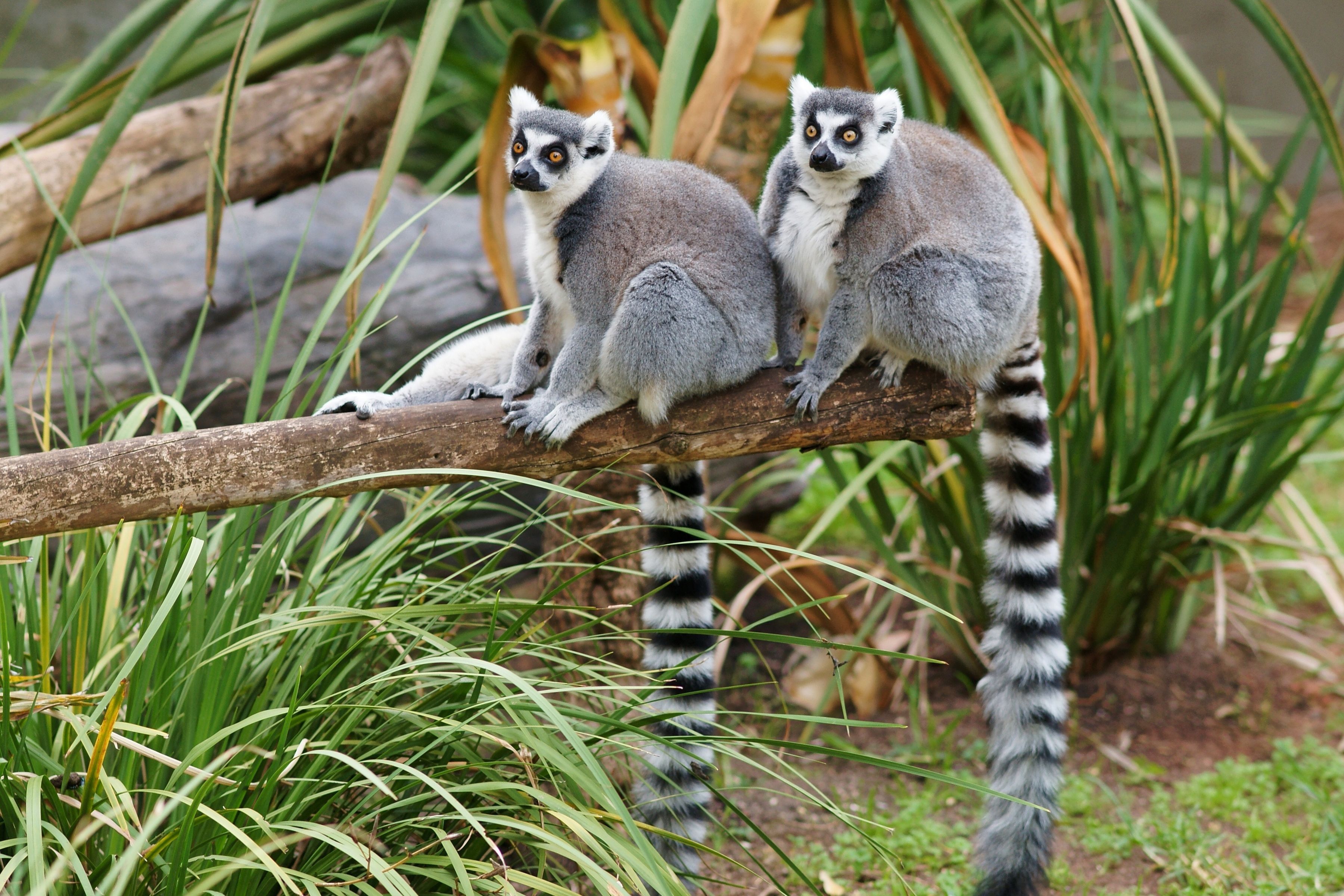 Lemuren Hintergrundbilder und Hintergründe