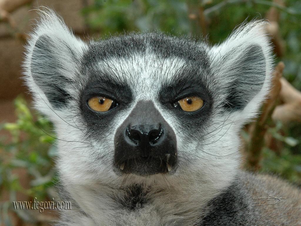 Lemurentapeten. Bild und Tiere Lemur Bilder
