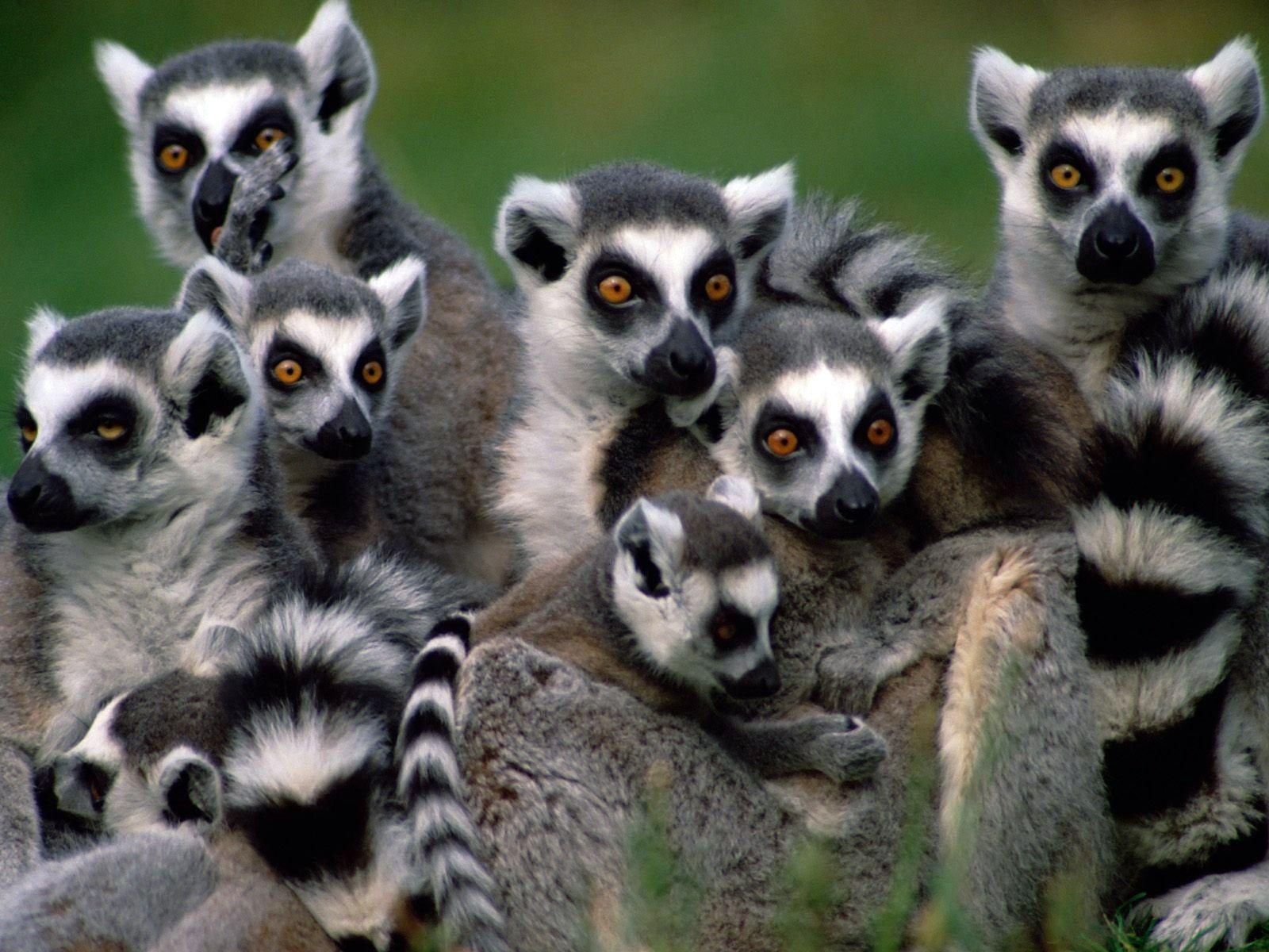 Lemurs Wallpaper HD