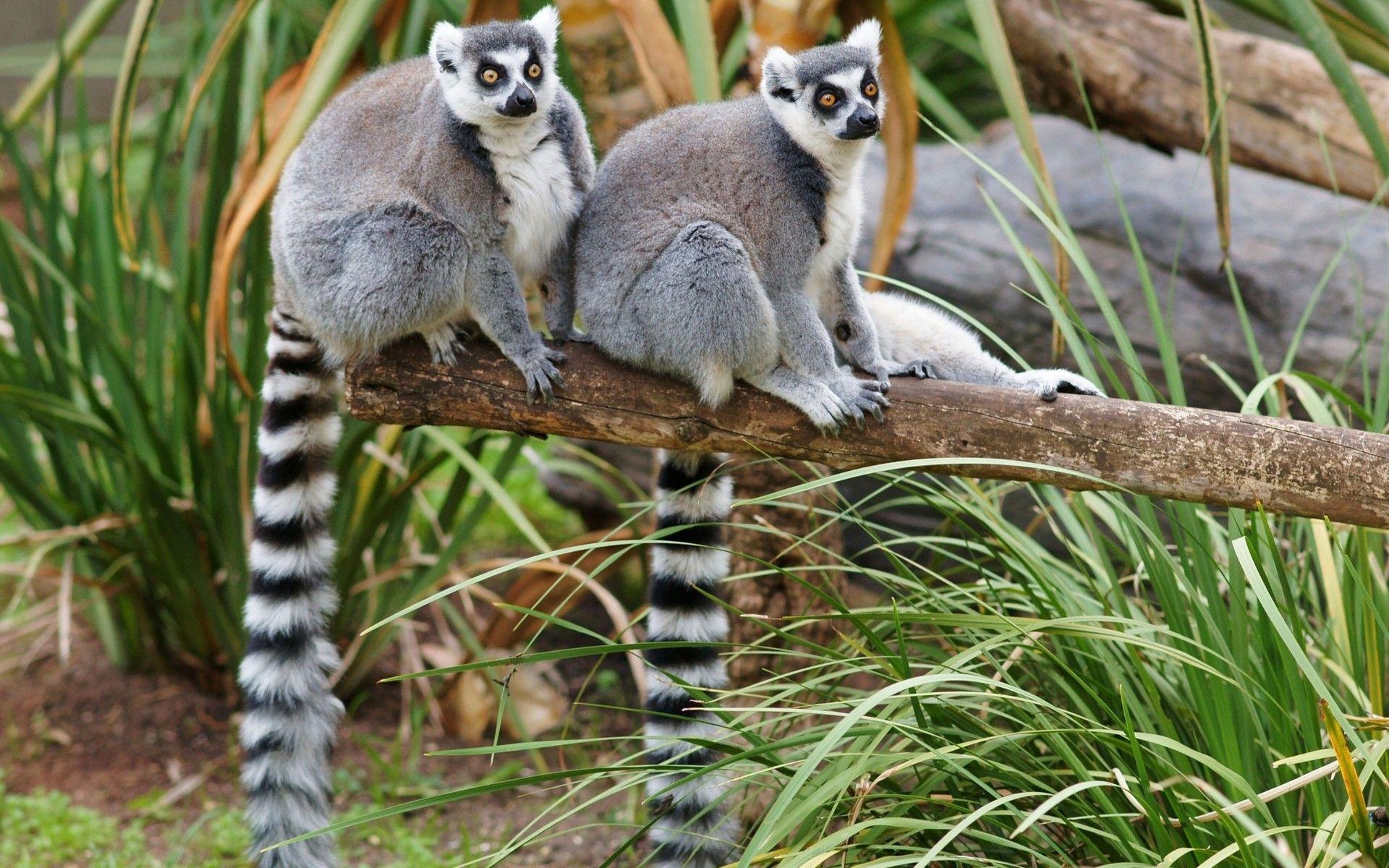 Animals Lemurs Wallpaper HD, Wallpaper13.com