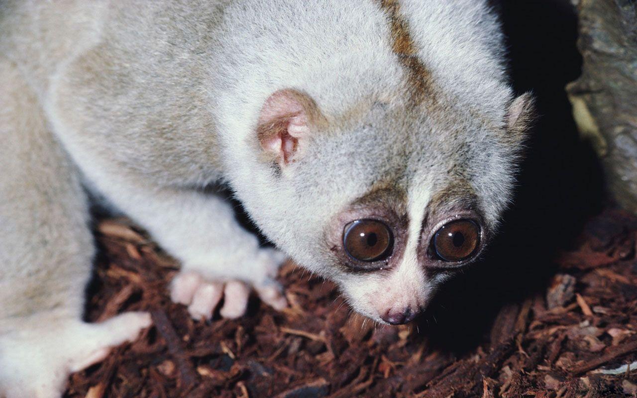 Lemur HD Desktop Hintergrundbilder