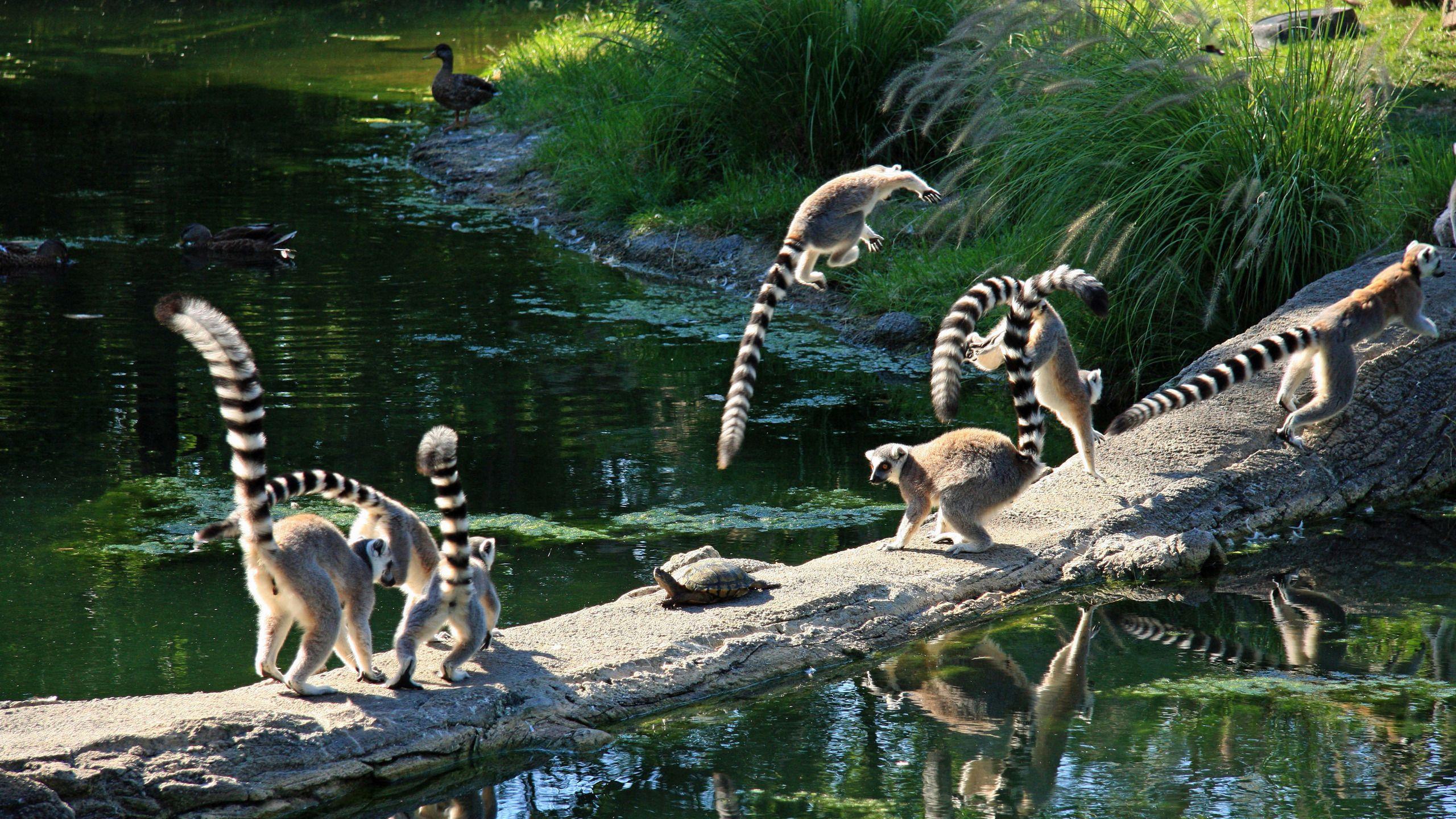 Lemuren spielen Hintergrundbilder