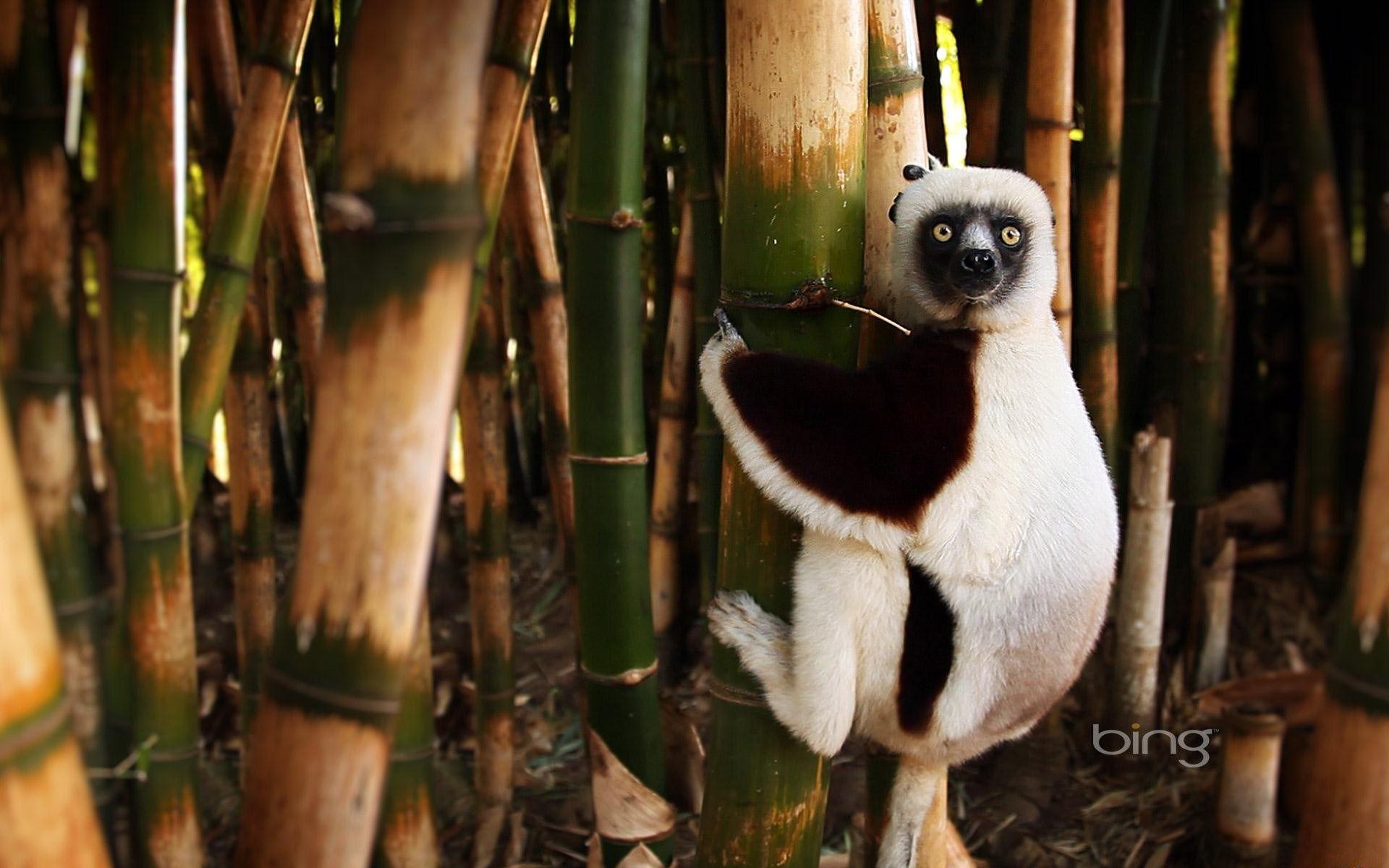 Breitbild-Hintergrundbilder Lemur