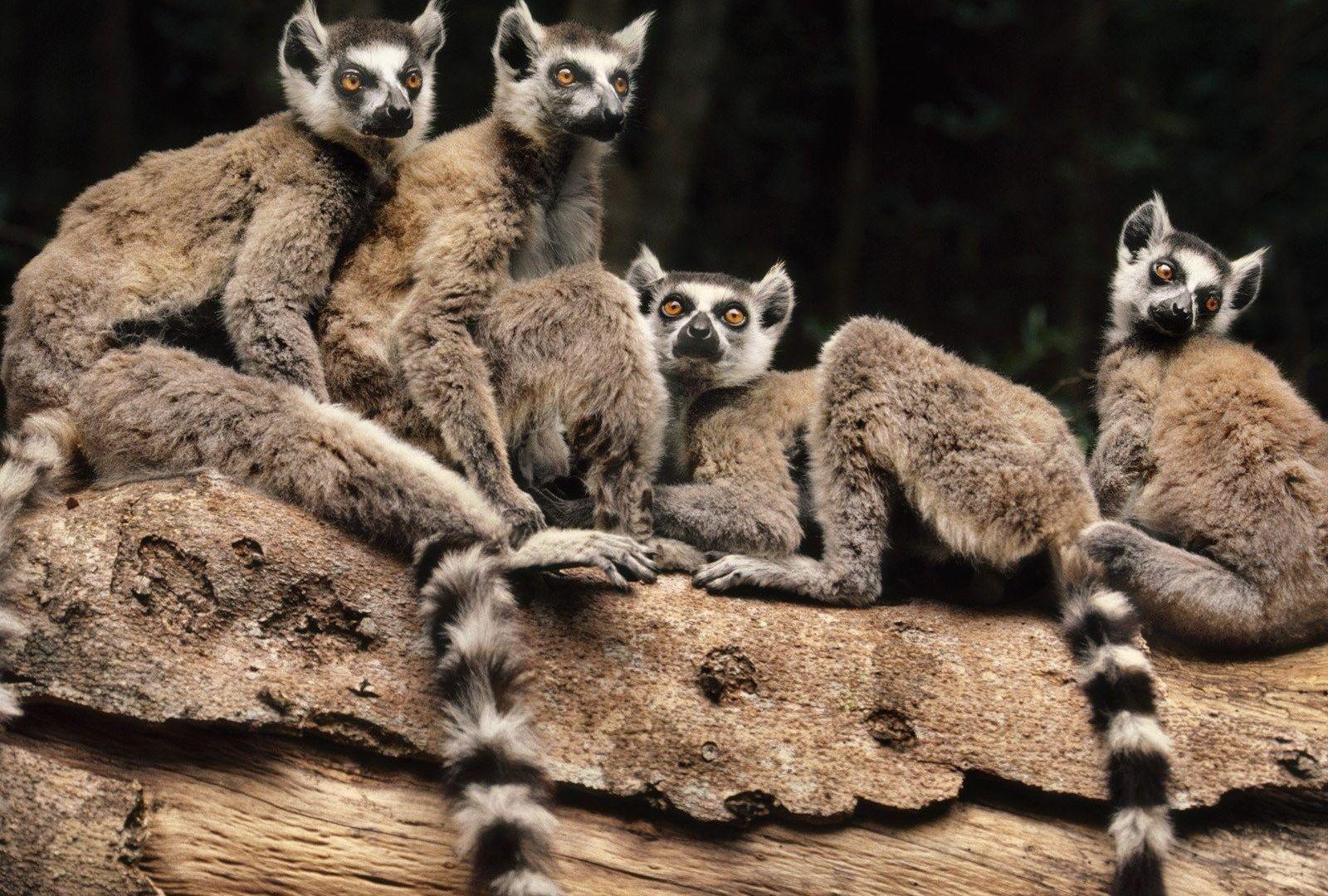 Lemuren Tag Wallpapers: Lemurs Family Little Baby Wallpapers Von