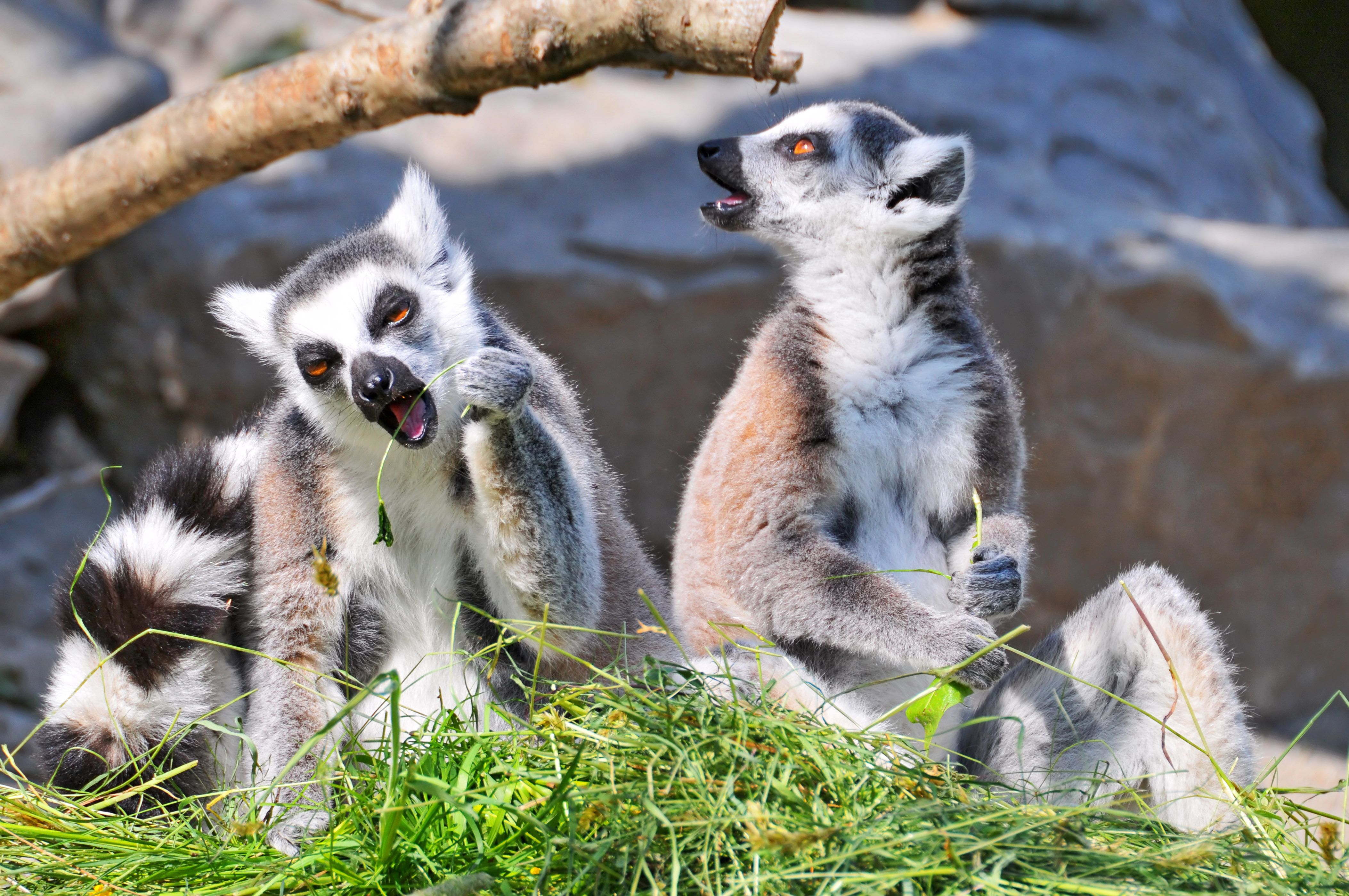 Lemur 4k Ultra HD Wallpaper and Backgroundx2798