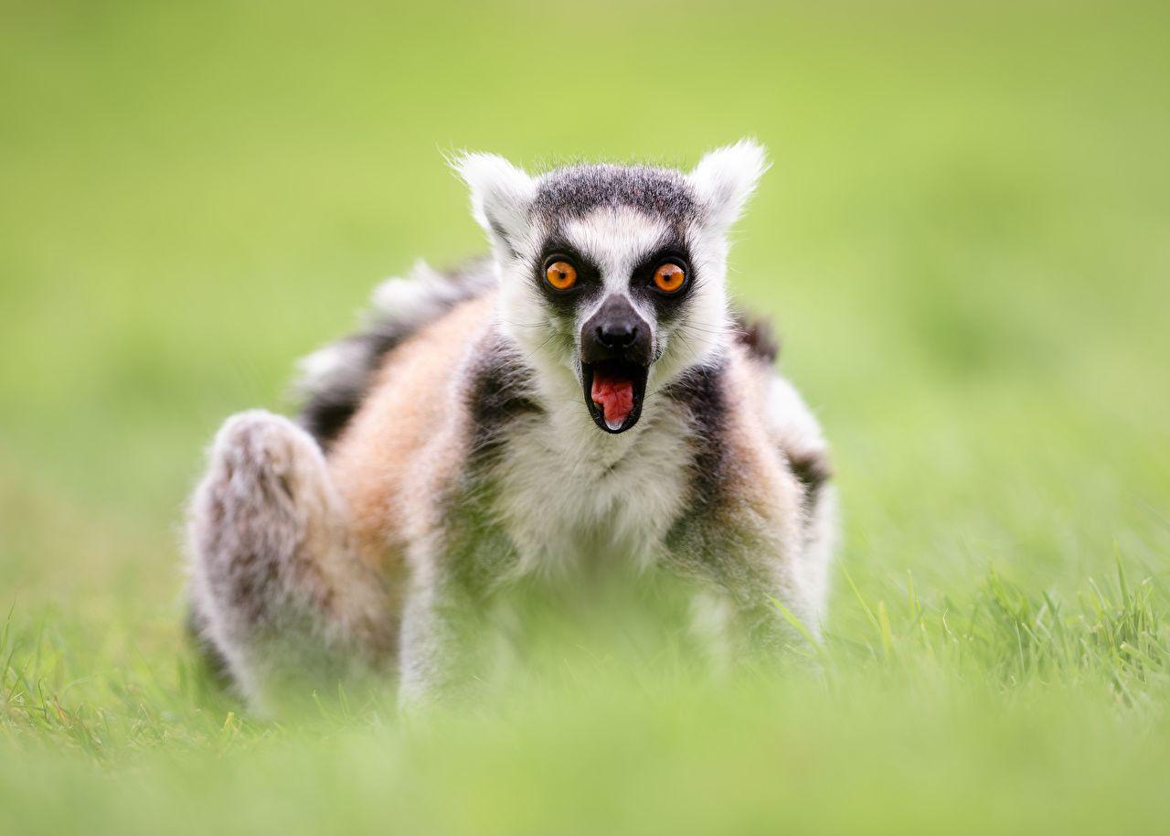 Wallpaper Lemuren Überraschung Emotion Ring