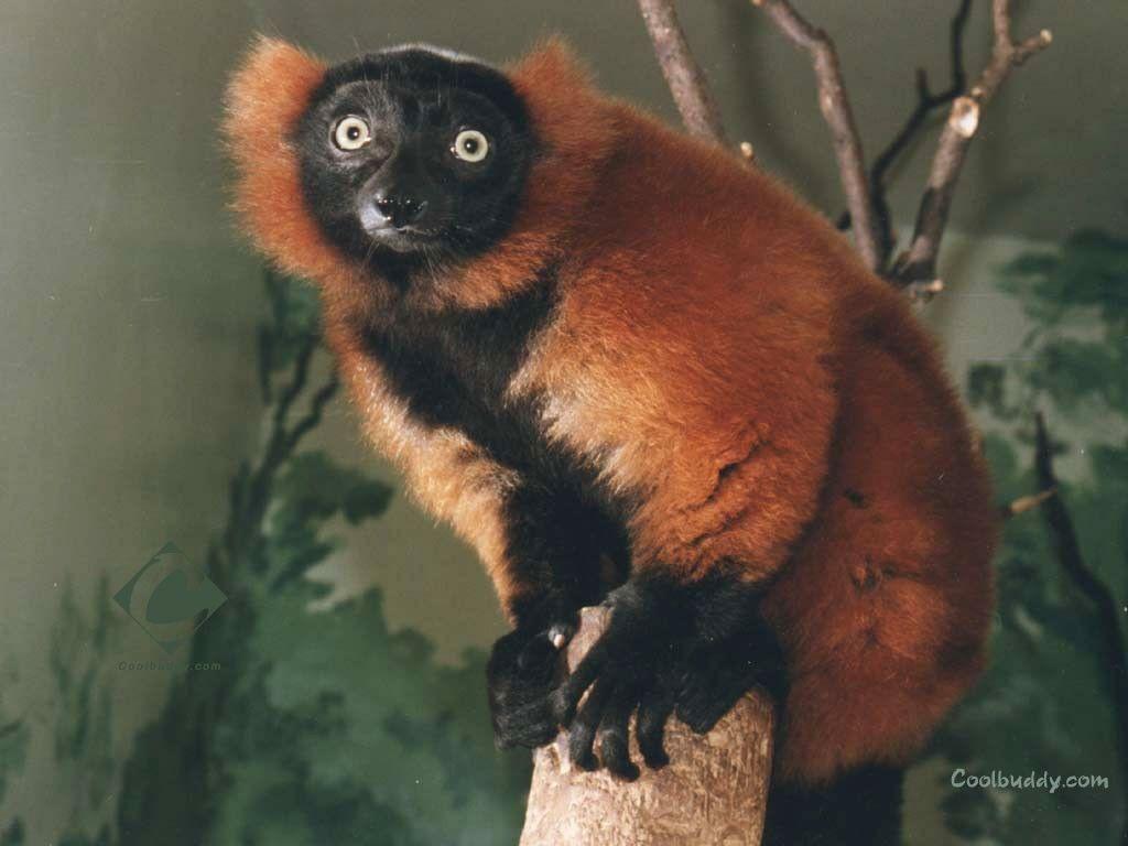 Wallpaper getaggt mit Lemuren: Primaten Lemuren Rot Schwarze Tiere