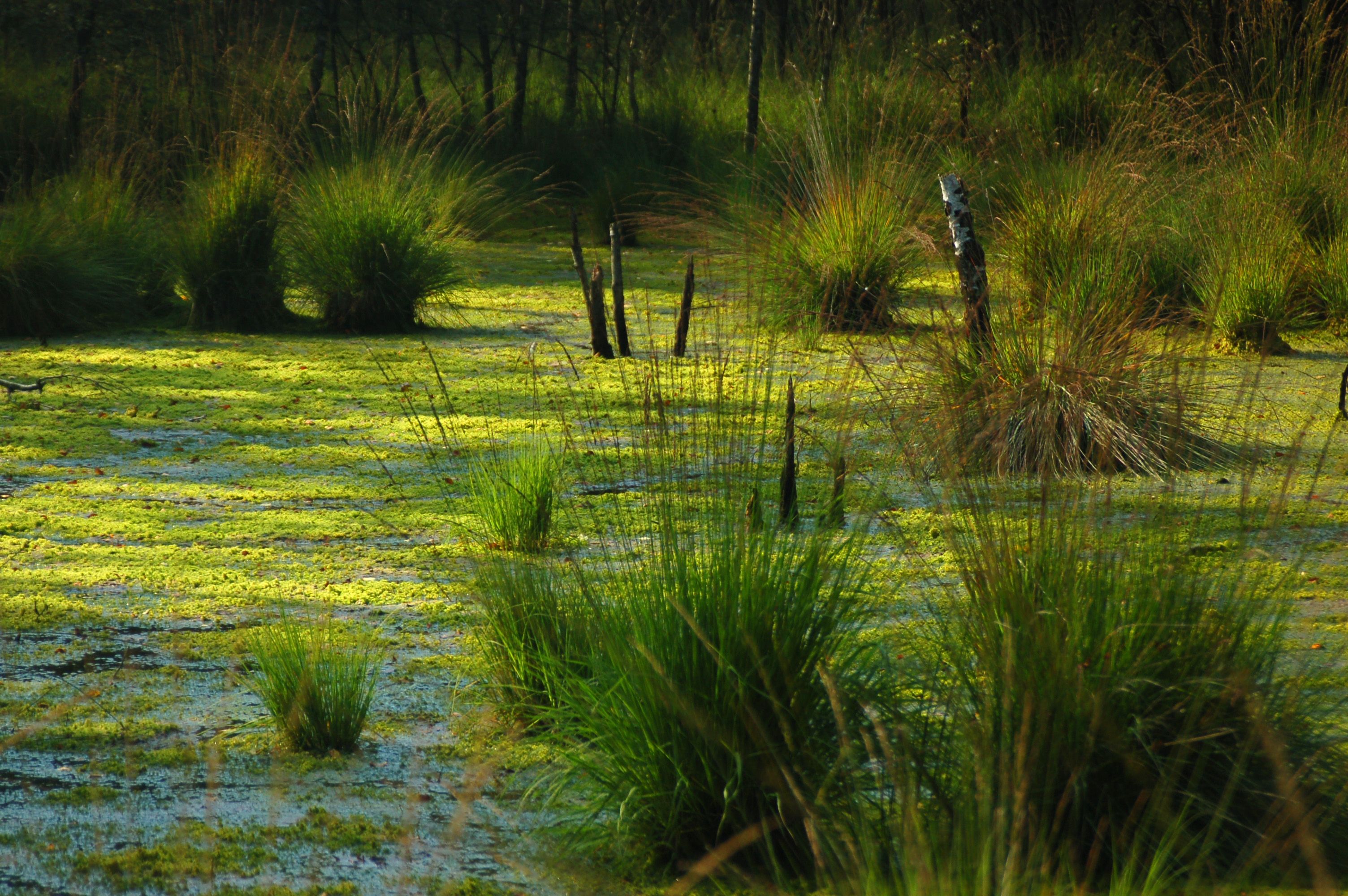 Bogs Wallpapers Wallpaper Cave
