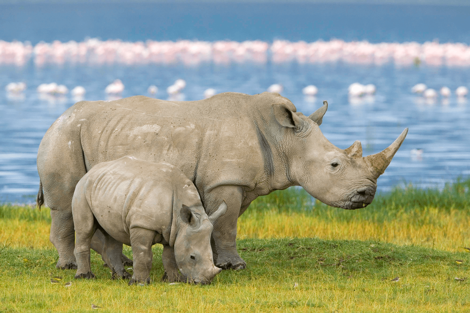 white rhinoceros picture