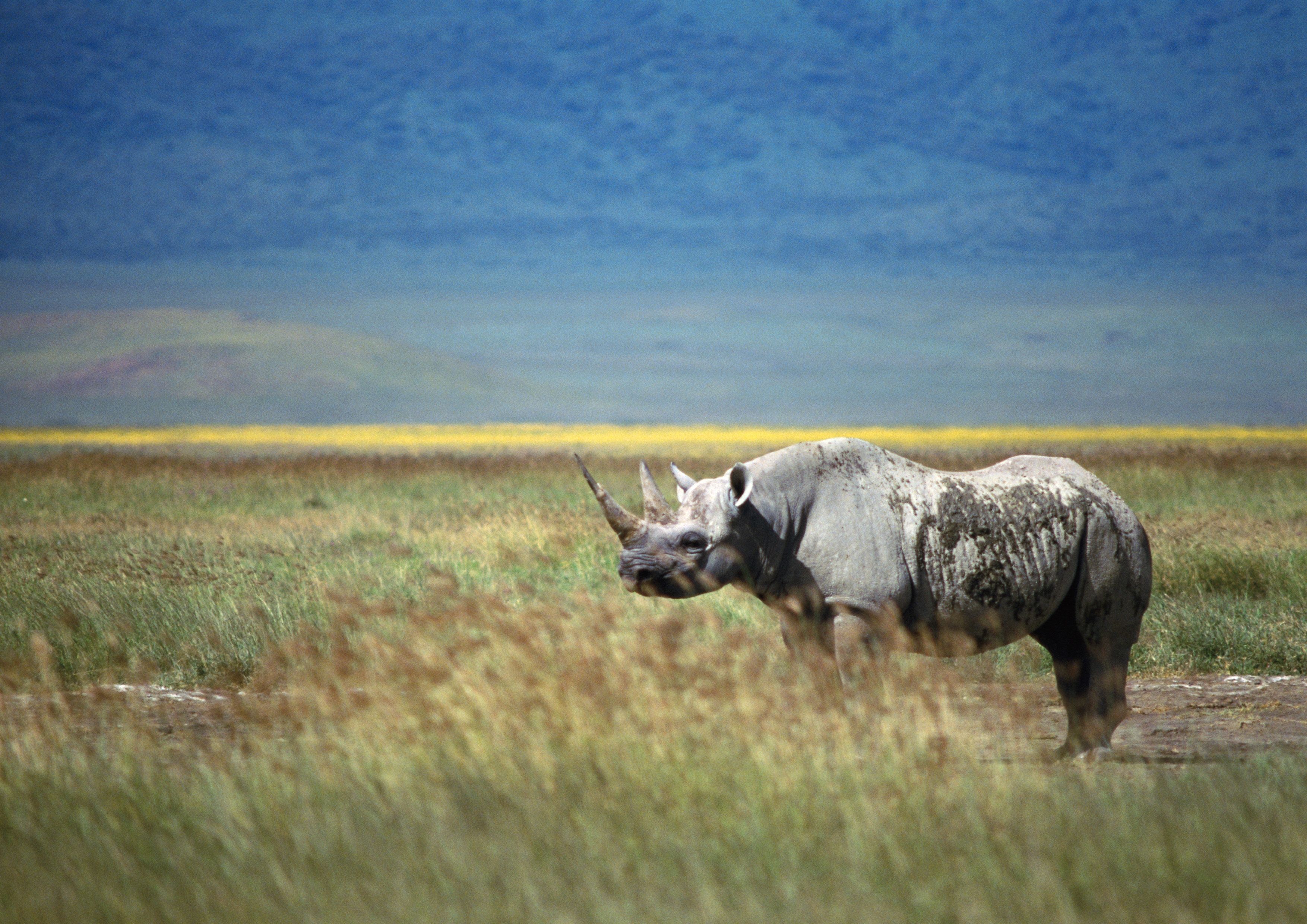 Rhino Wallpaper, Picture, Image