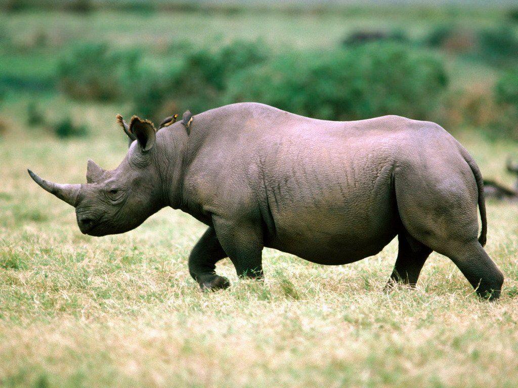Rhinoceros HD Desktop Wallpaper