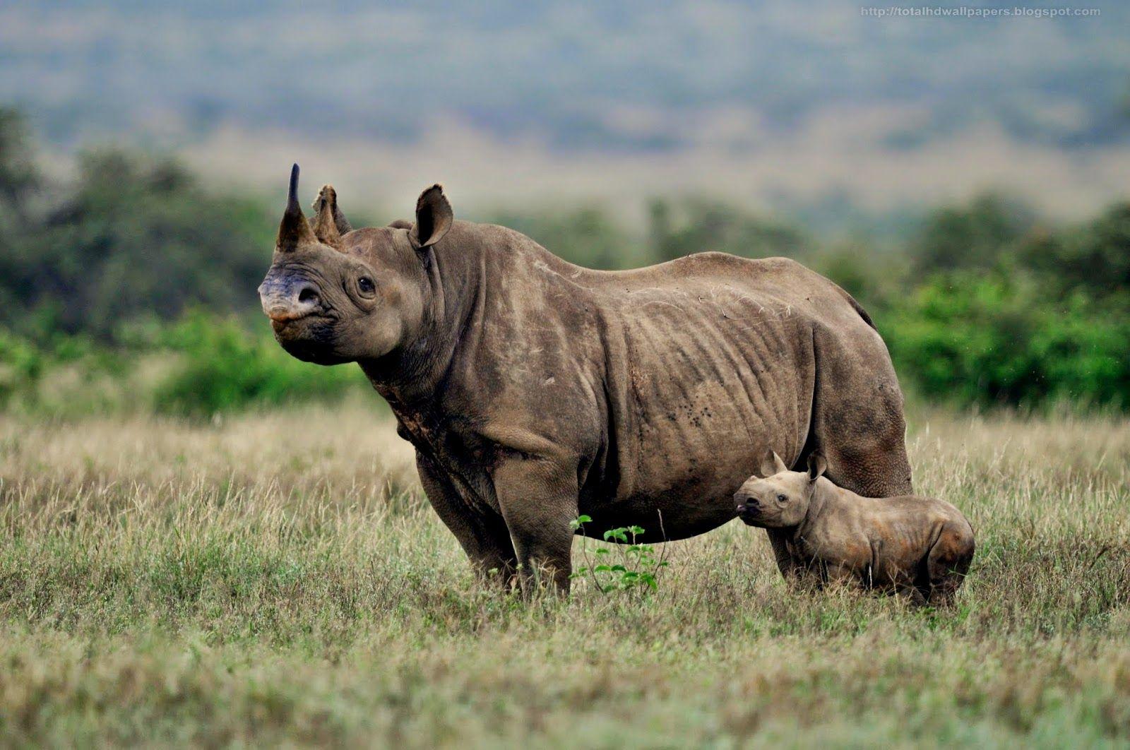 Kamal Shah: Black Rhinoceros HD Wallpaper