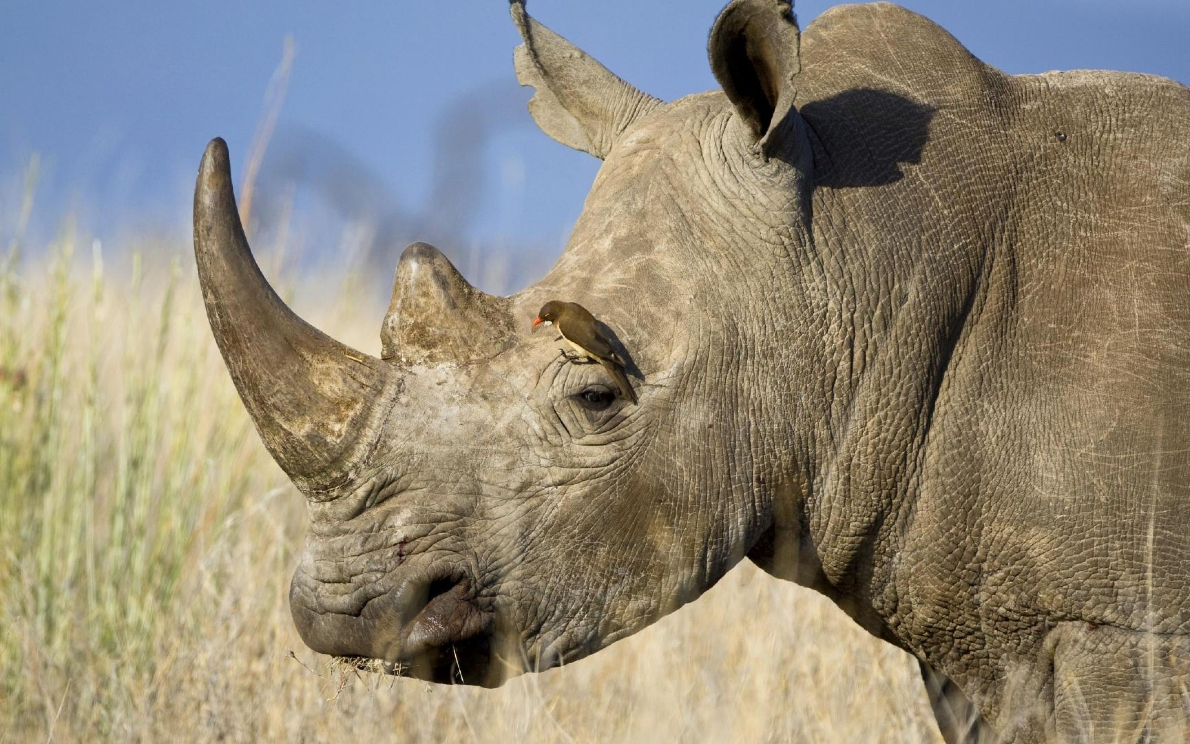 Download Wallpapers 3840x2400 Rhinoceros, Horn, Head, Profile.