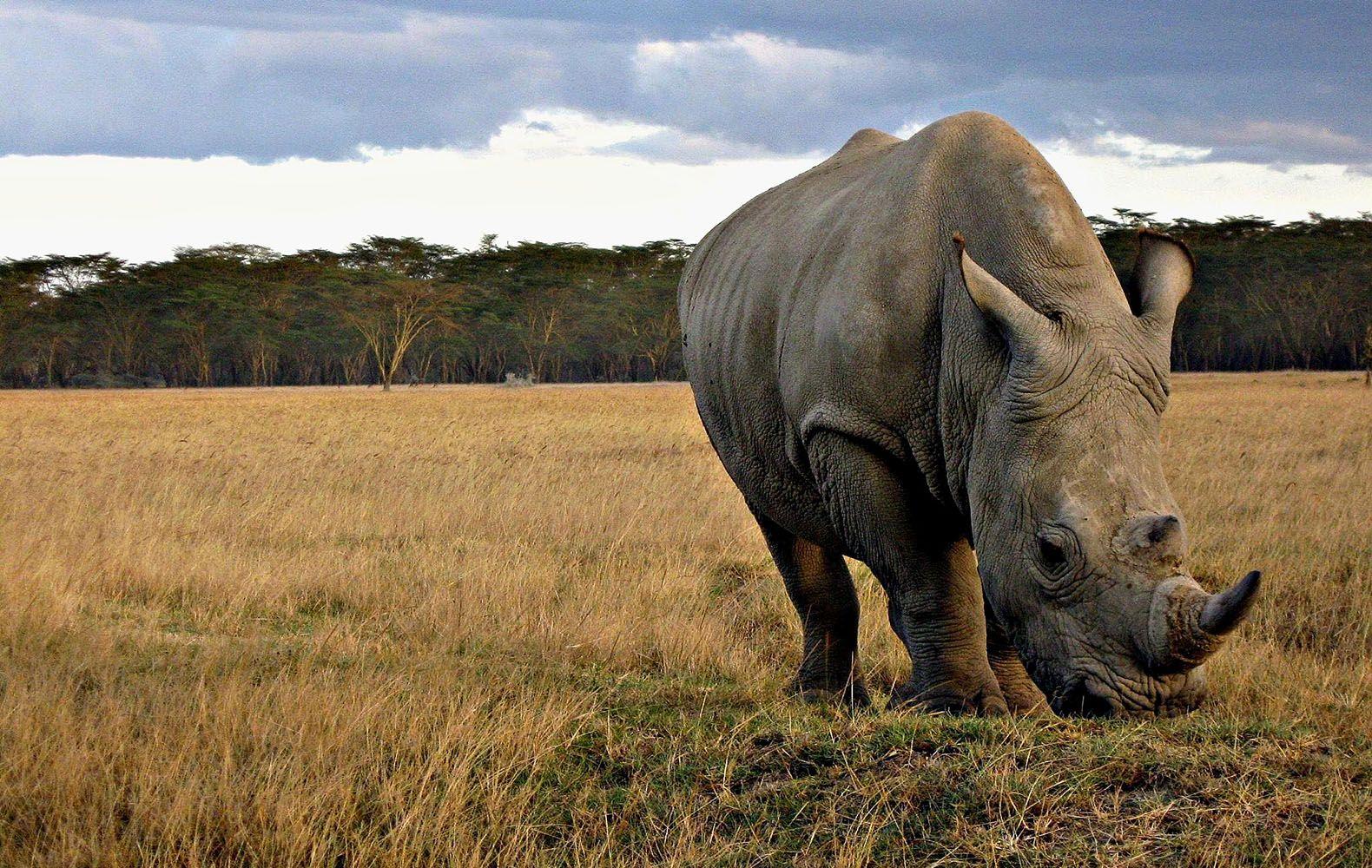 Rhinoceros Animals Photo Free Stock HQ Wallpaper Download