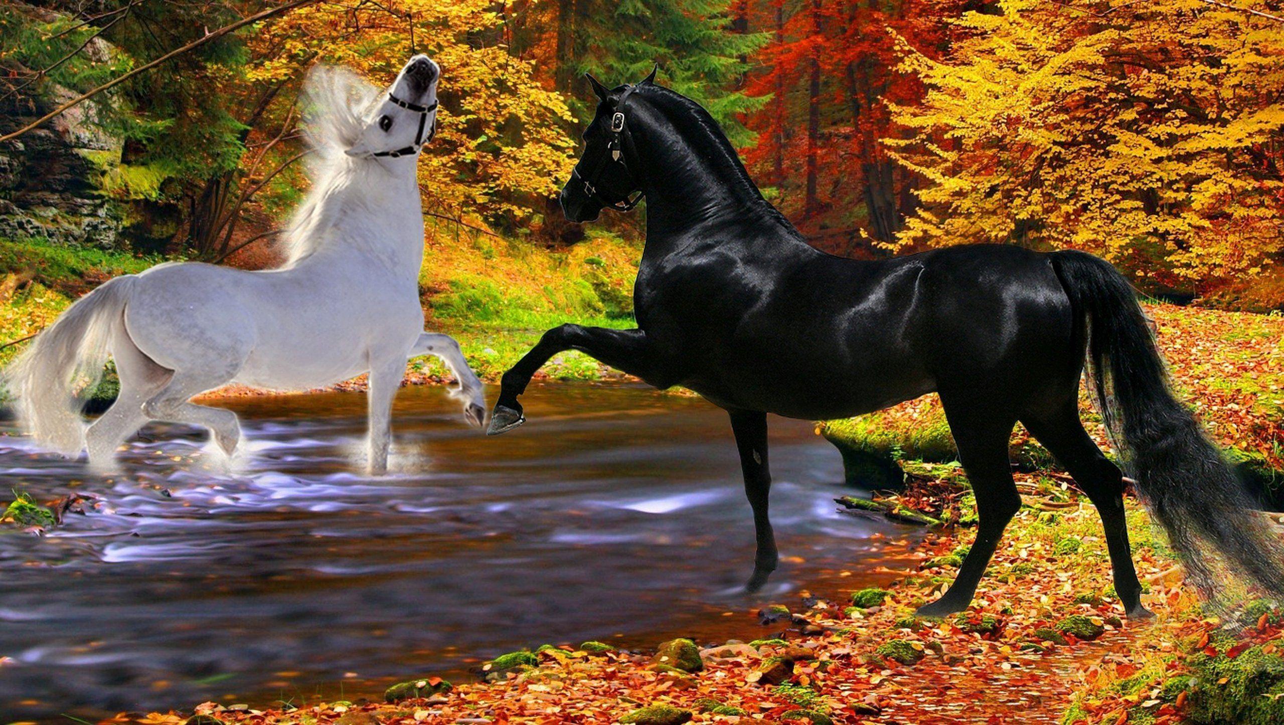 Horses black playfulness couple river white two autumn stallion