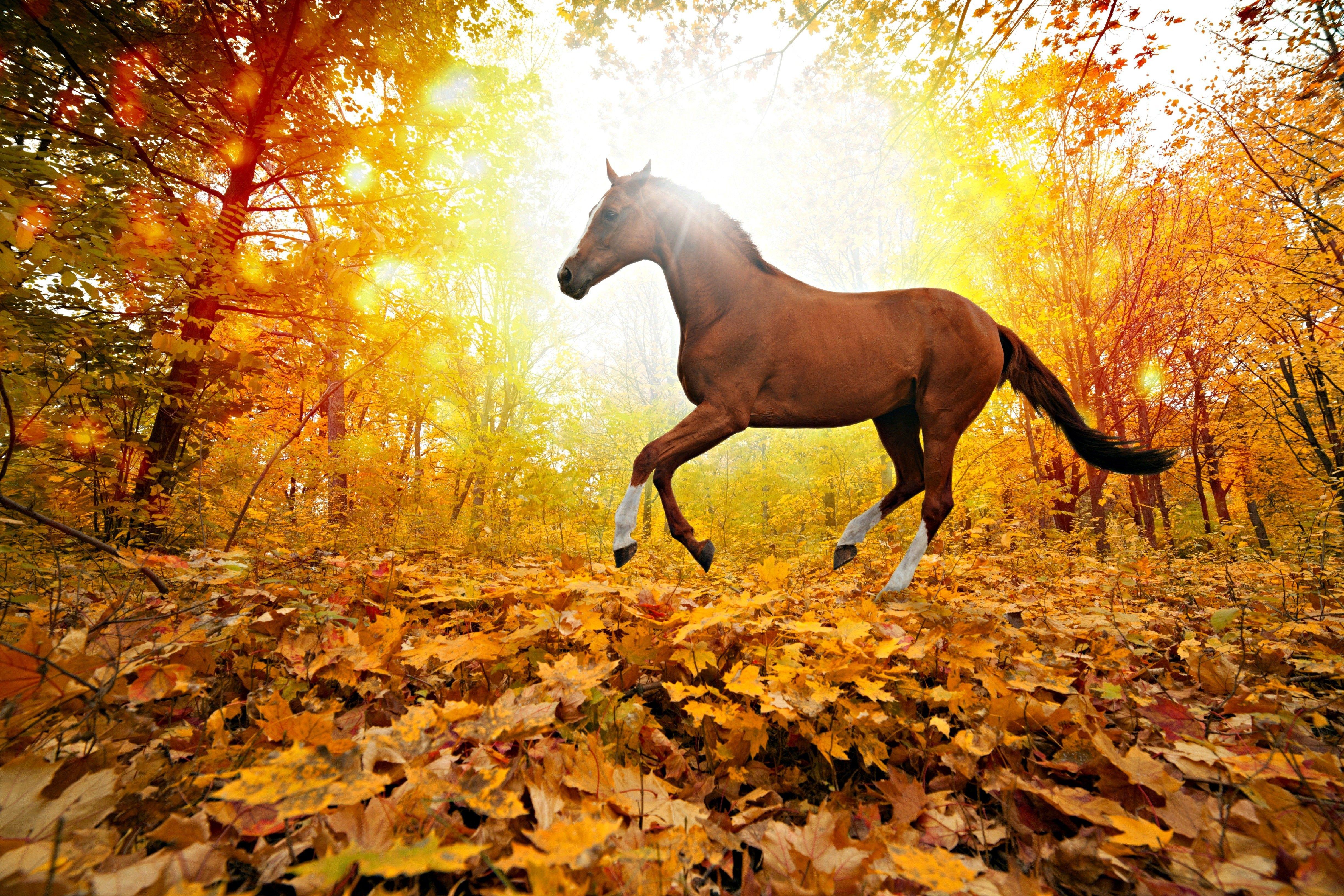 Horses: Light Autumn Sun Fall Trees Run Horse Leaves White Horses