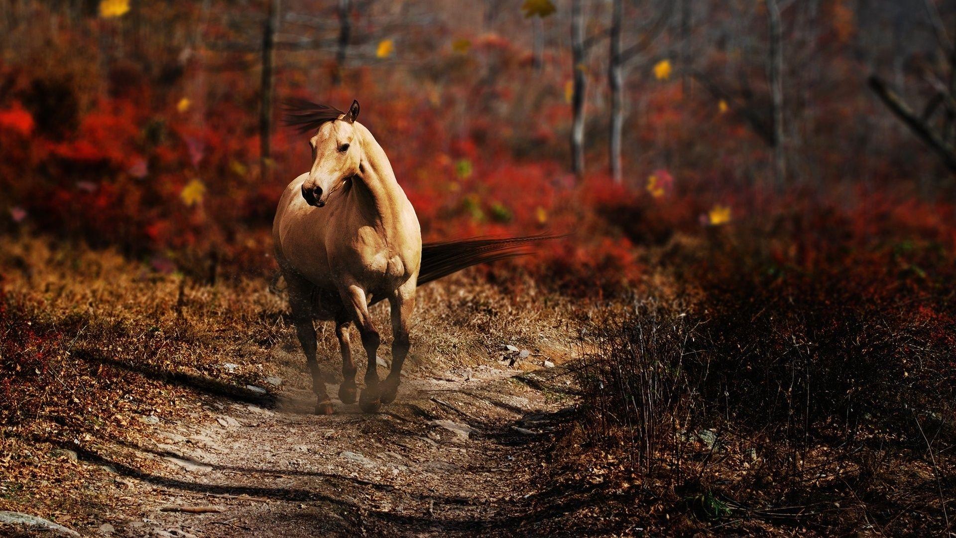 beauty. Horses ♥♥♥ my love. Running horses