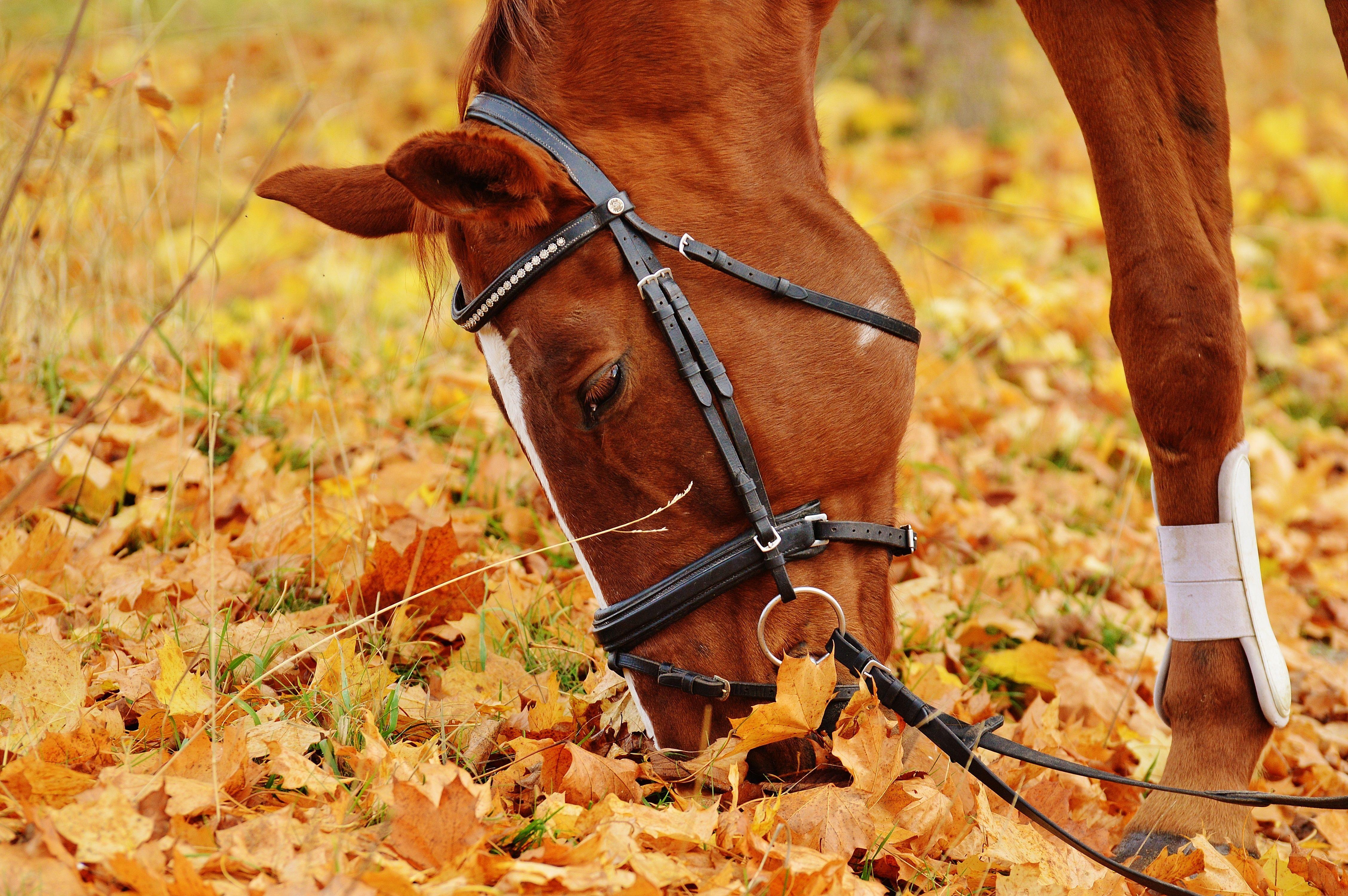 Beautiful Horses in Autumn Original Mane 'n Tail