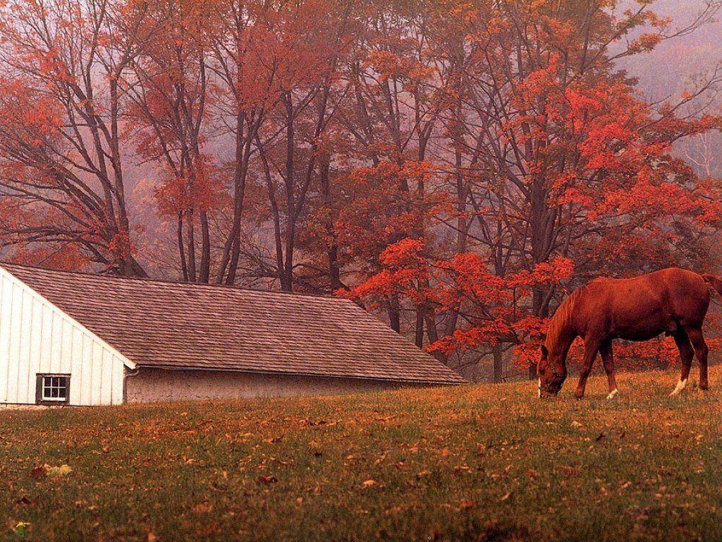 Autumn Horse Picture Wallpaper