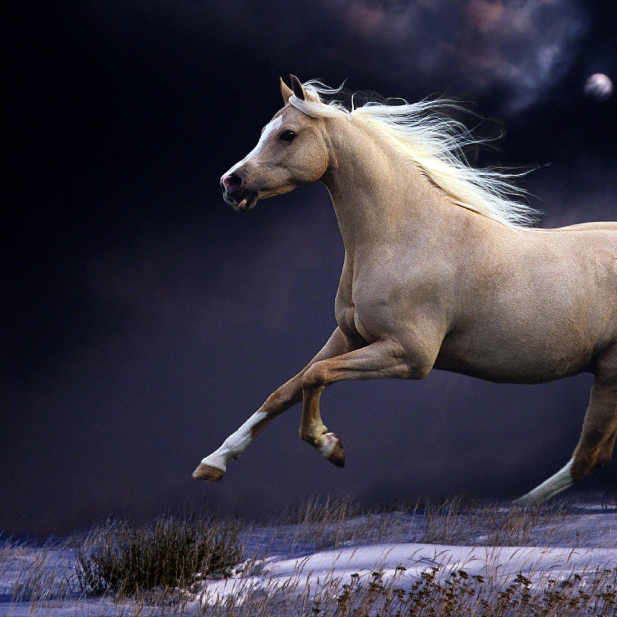 Download Wallpaper 2048x2048 Horse, Mane, Running, Beautiful