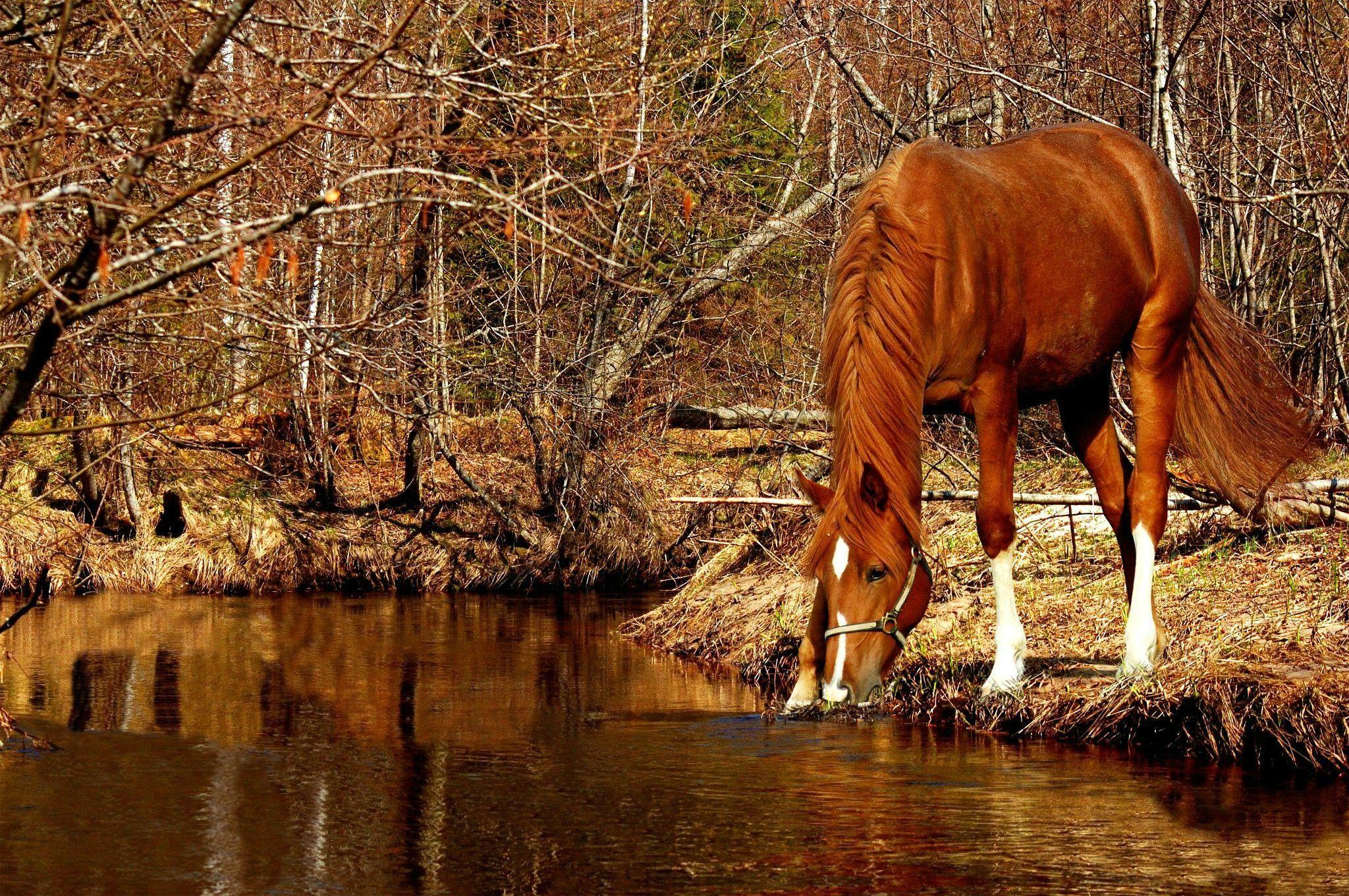 Horses: Horse Pond Woods Trees Water Autumn Fall Picture Gallery