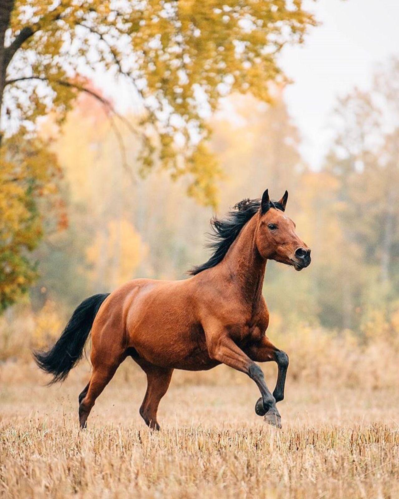 Albums 95+ Pictures horses in autumn pictures Superb