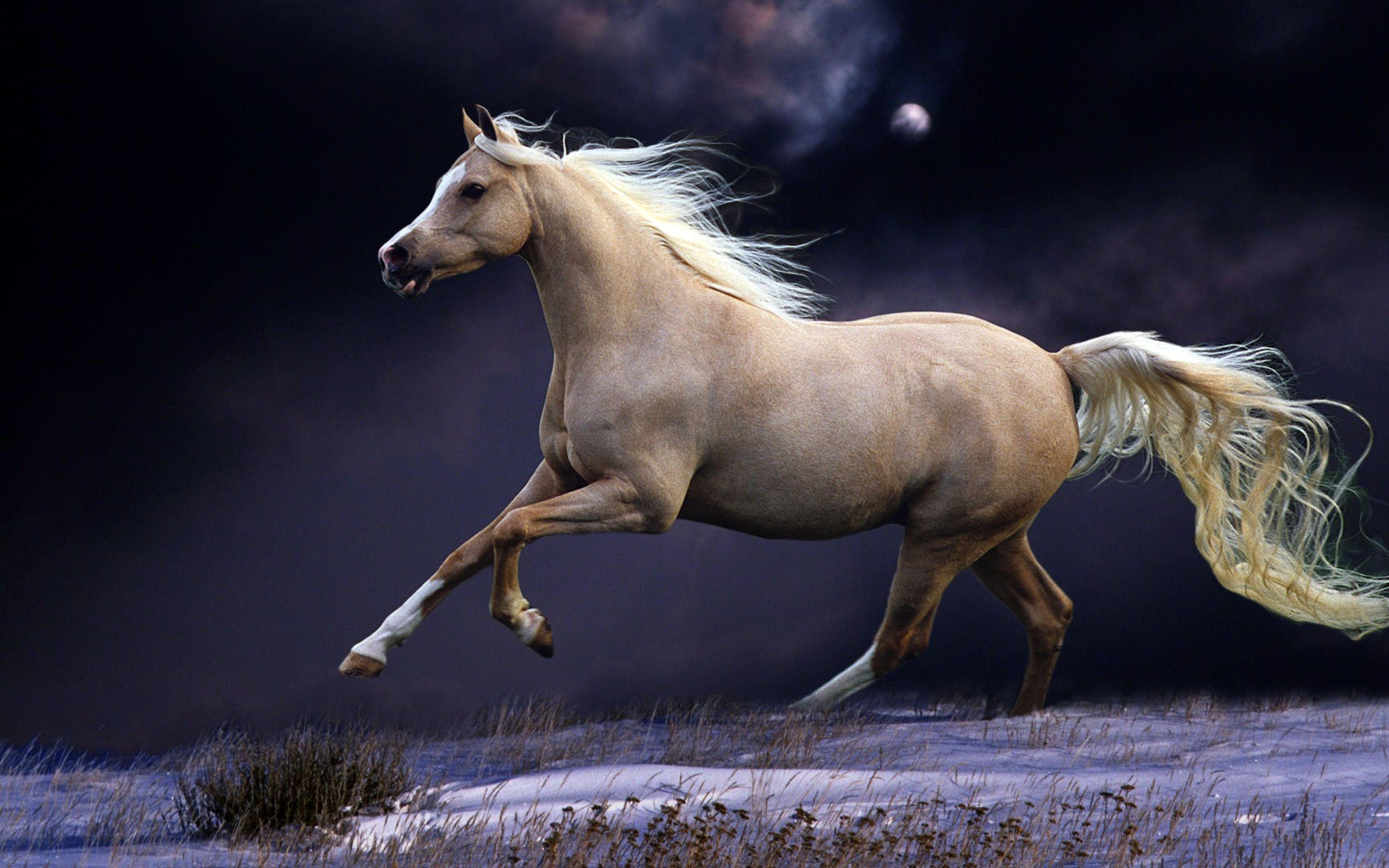 Ultra HD 4K Horse Wallpaper HD, Desktop Background 3840x2400
