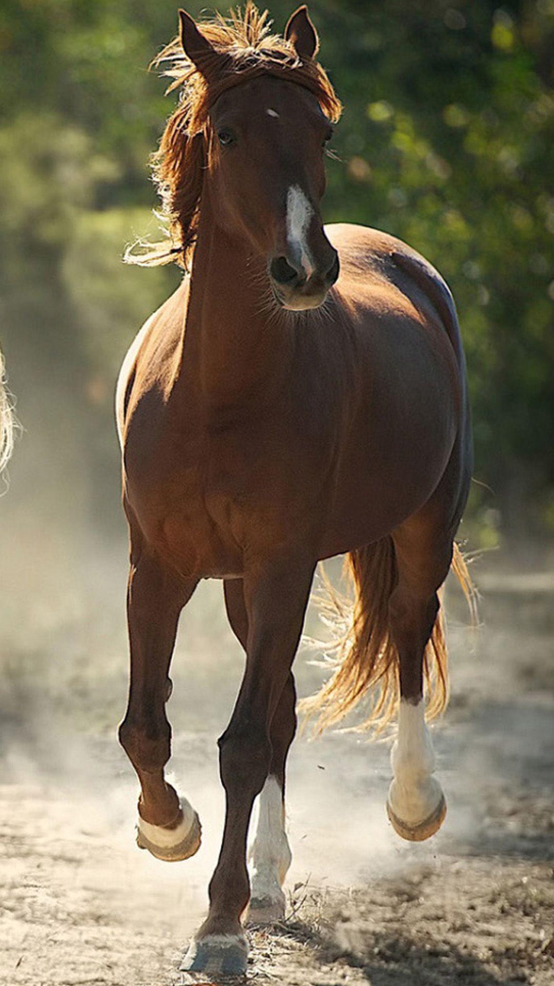 ↑↑TAP AND GET THE FREE APP! Animals Beautiful Horse Colorful