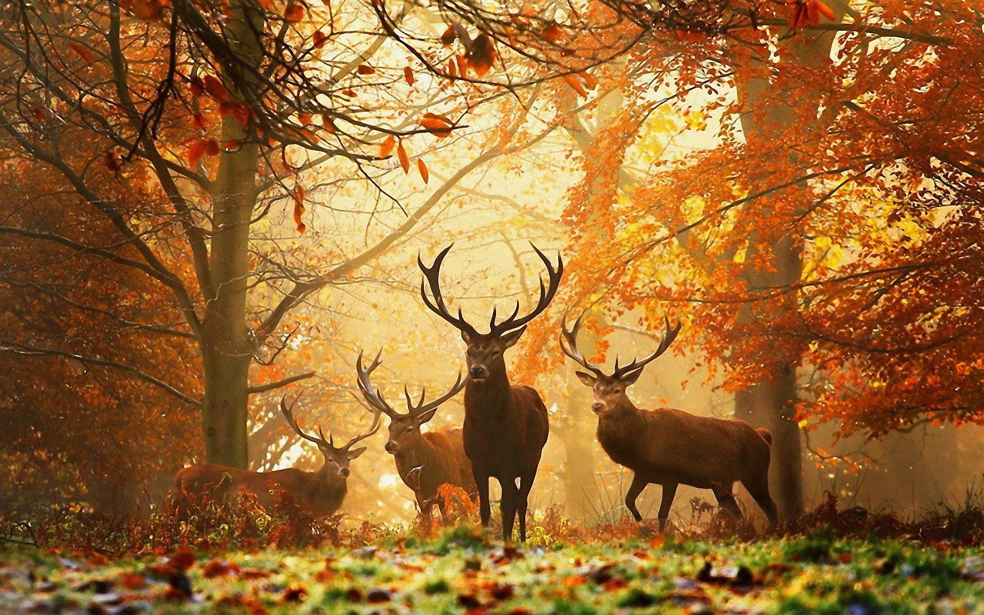 Deers Autumn wallpaperx1200