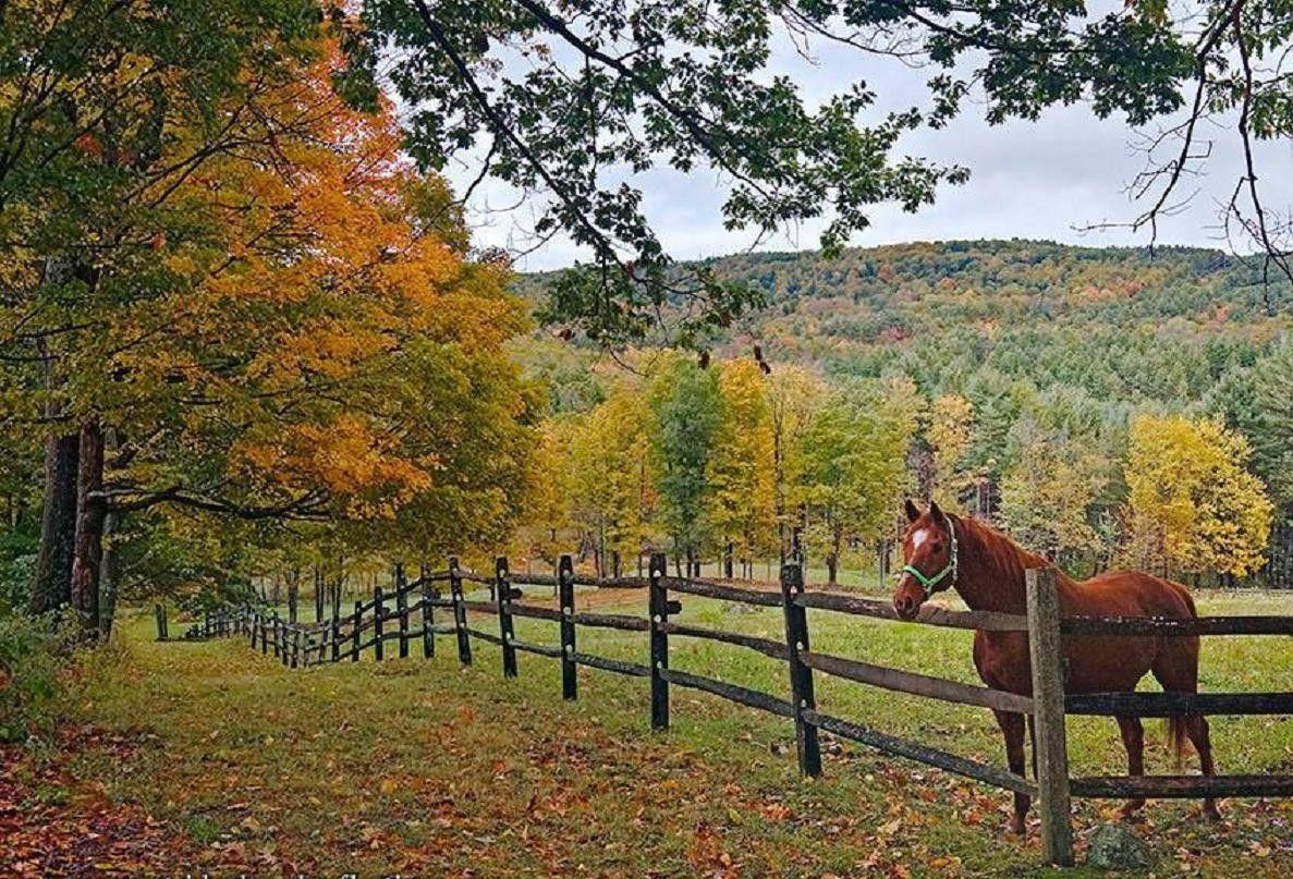 Horse: Fence Leaf Horse Field Autumn Tree Path Animal Fall Running
