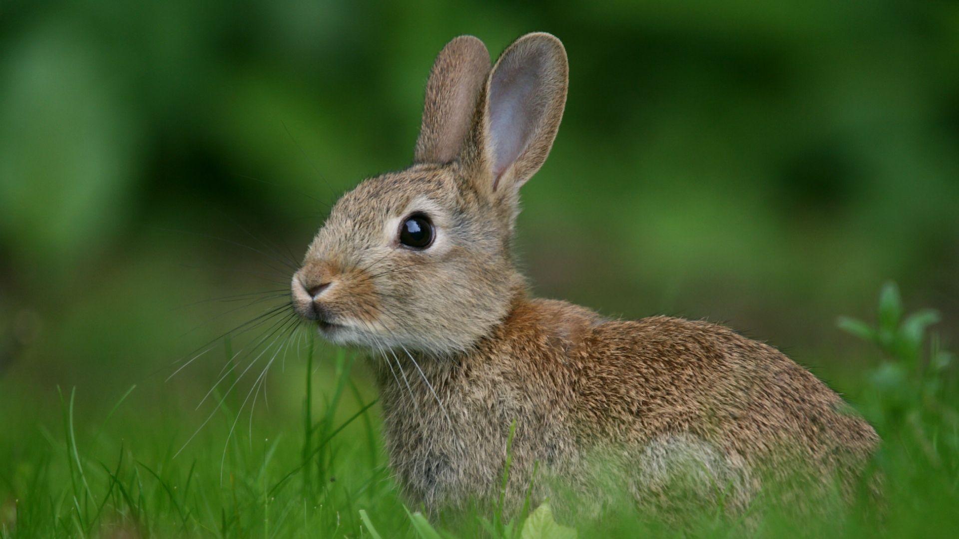 High Quality Hare Wallpaper. Full HD Picture