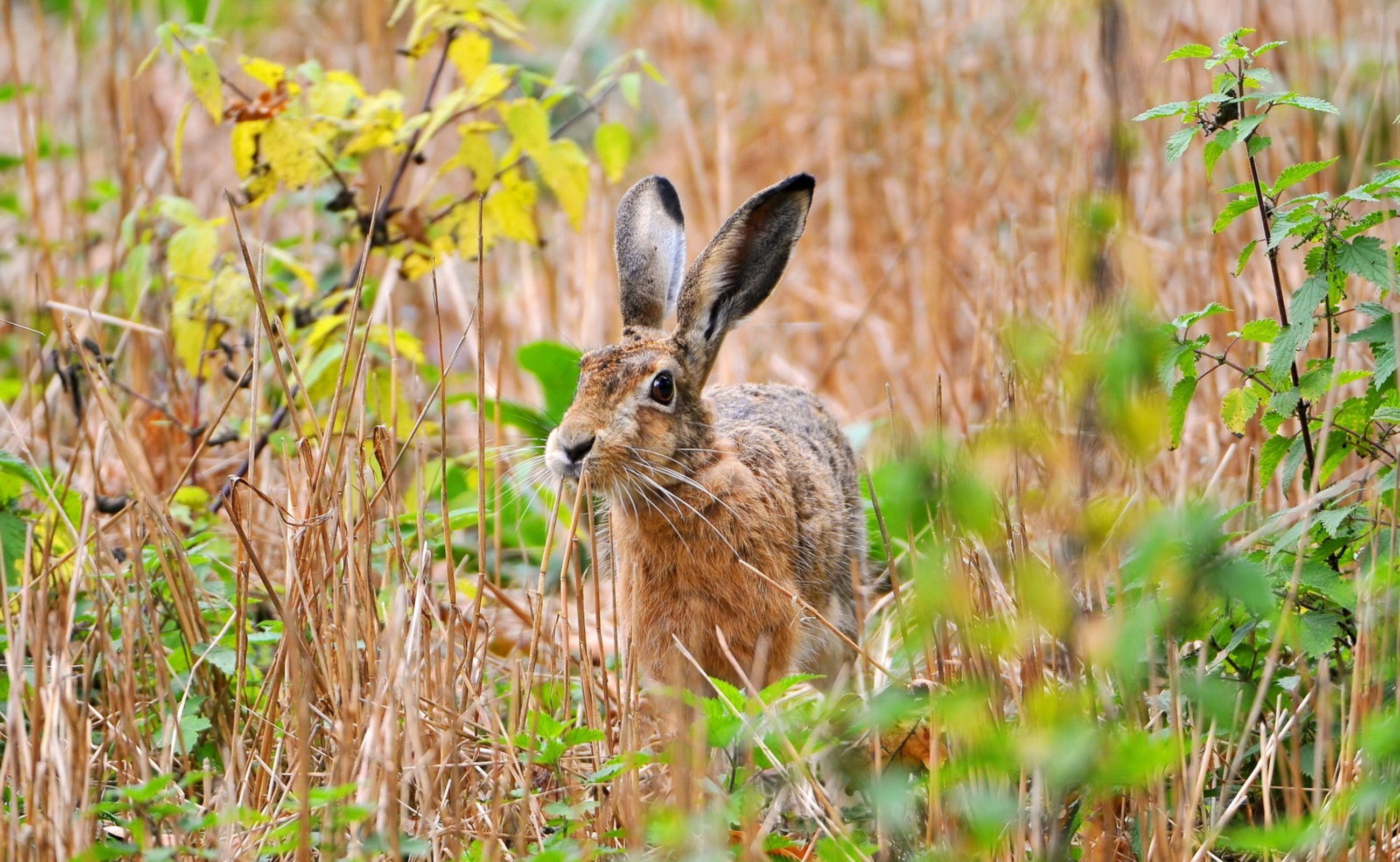 Hare Wallpapers - Wallpaper Cave